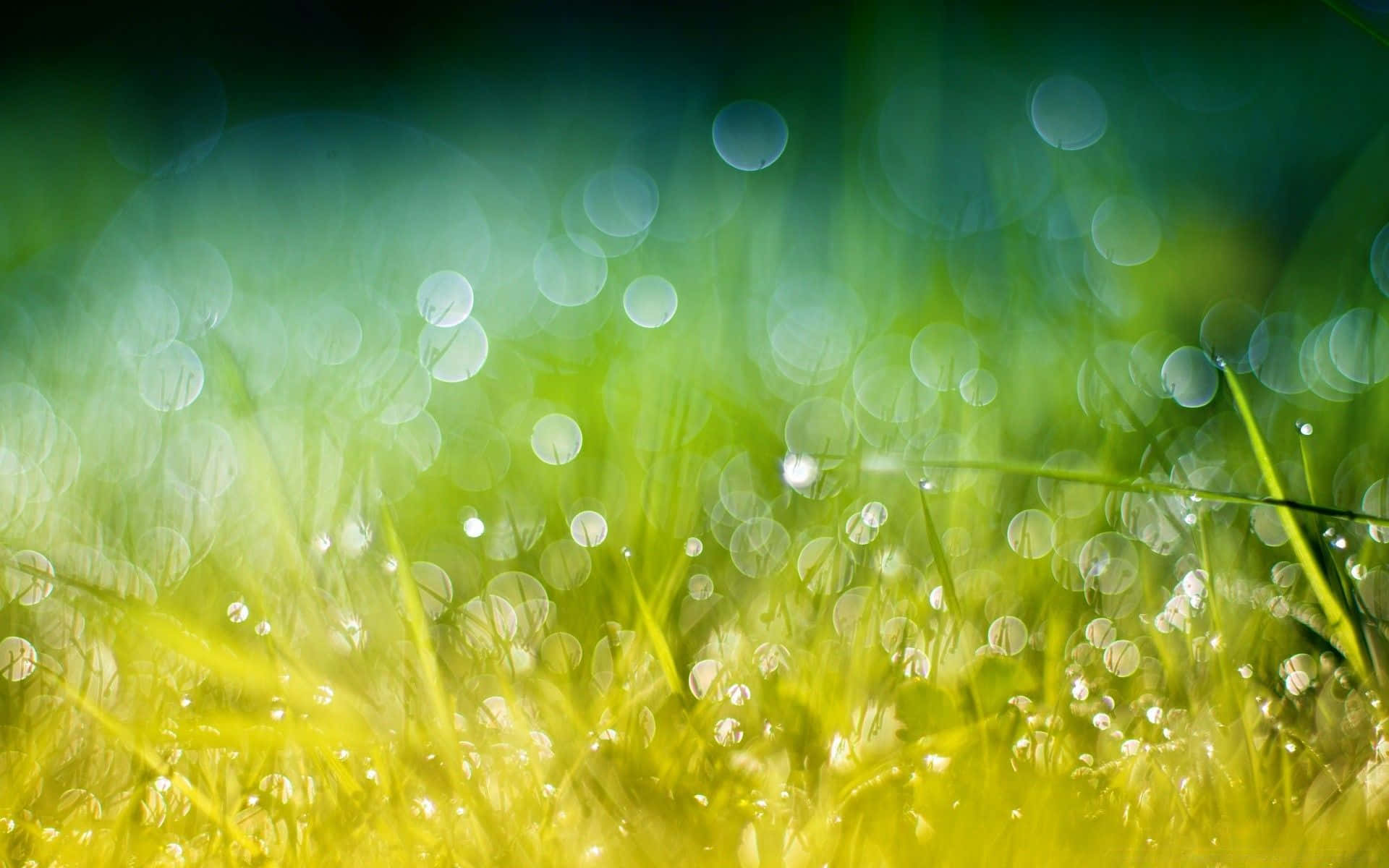 dewy morning grass, green grass blades, soft morning light, Full HD Desktop Wallpaper