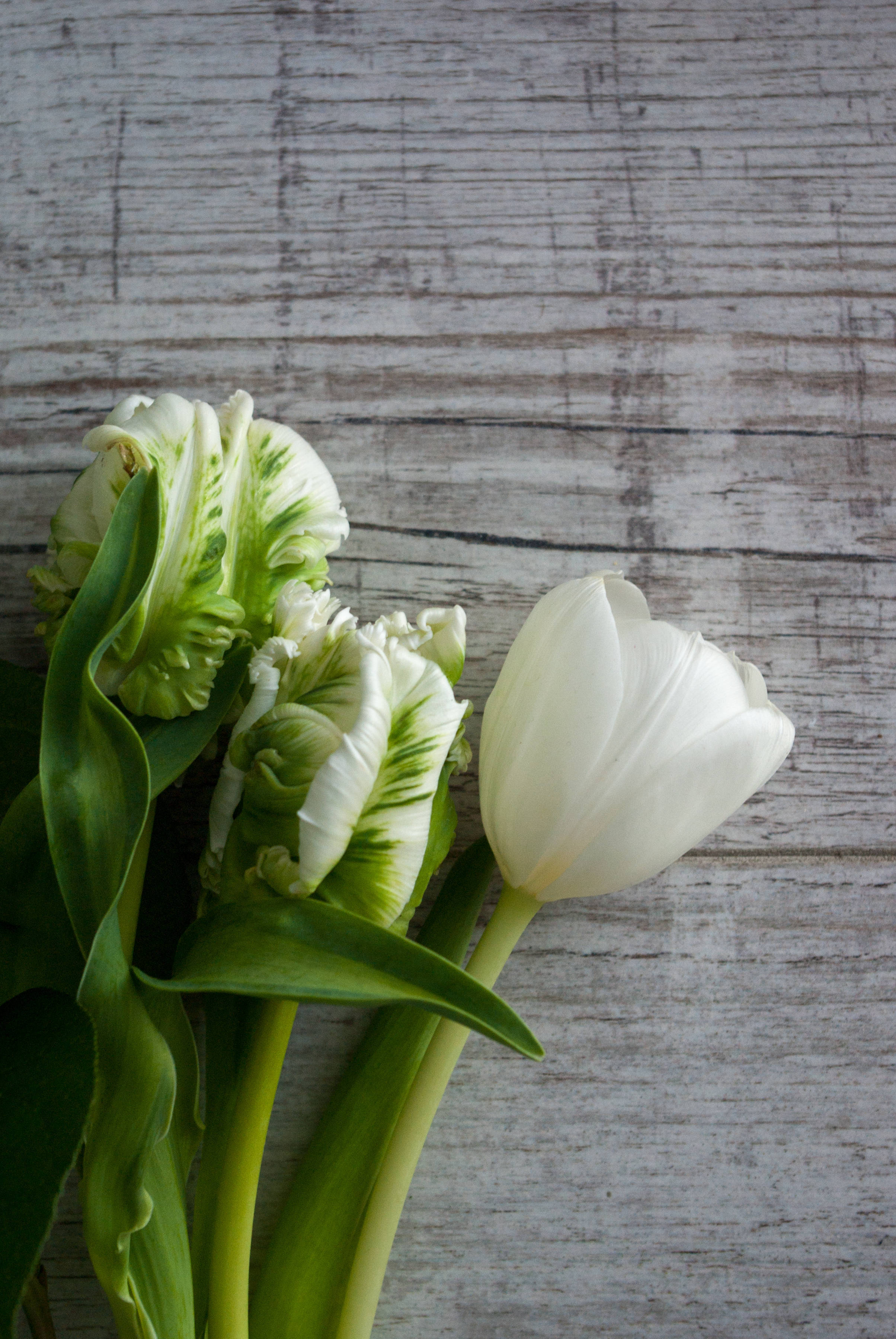 tulips, green and white aesthetic, white and green variegated tulips, 2K Phone Wallpaper