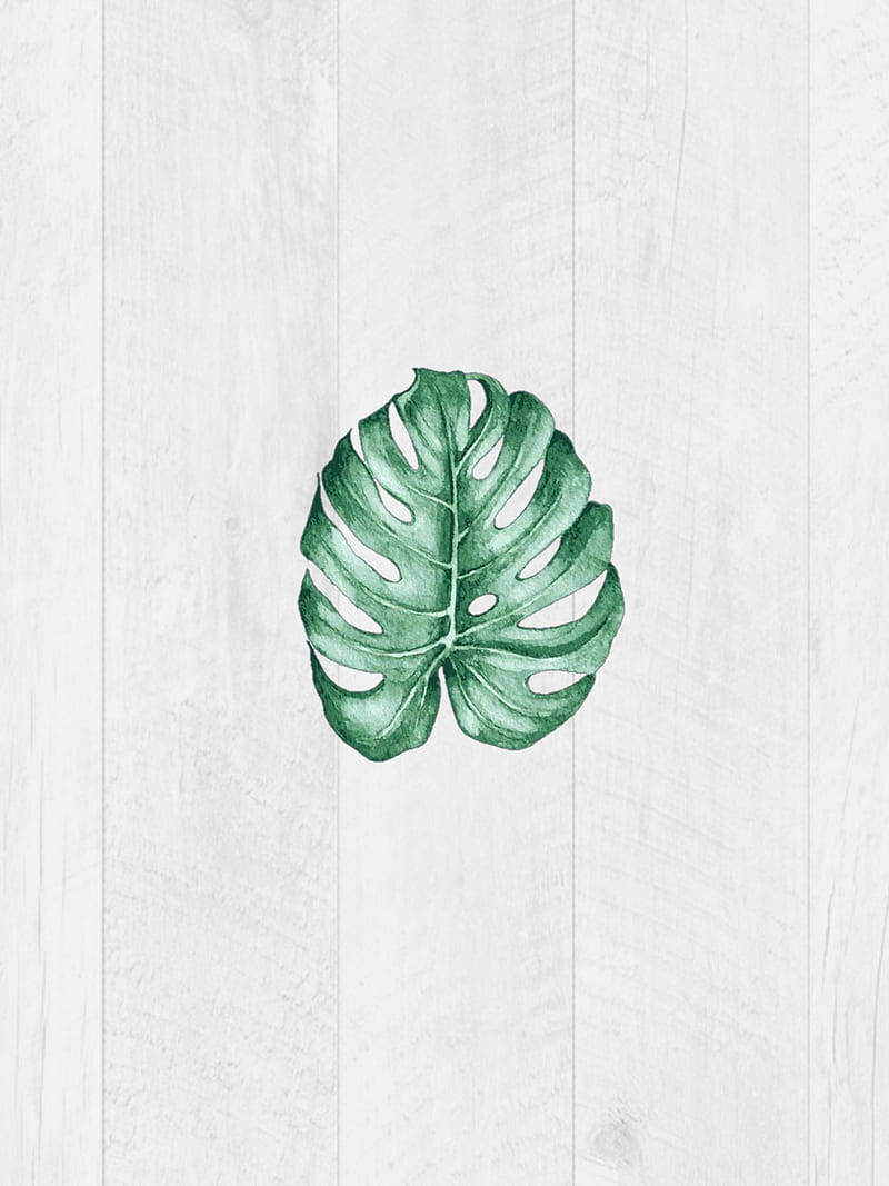 monstera leaf, vibrant green, light gray wooden plank, SD Phone Wallpaper