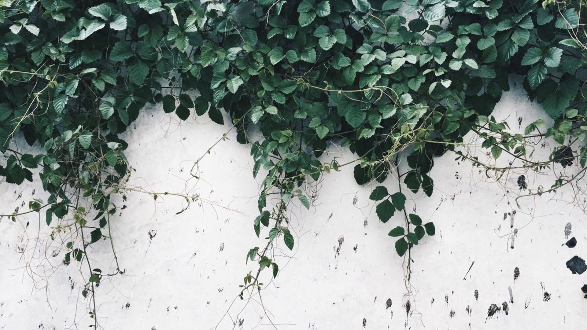 ivy vines, weathered white wall, dark speckles, Full HD Desktop Wallpaper