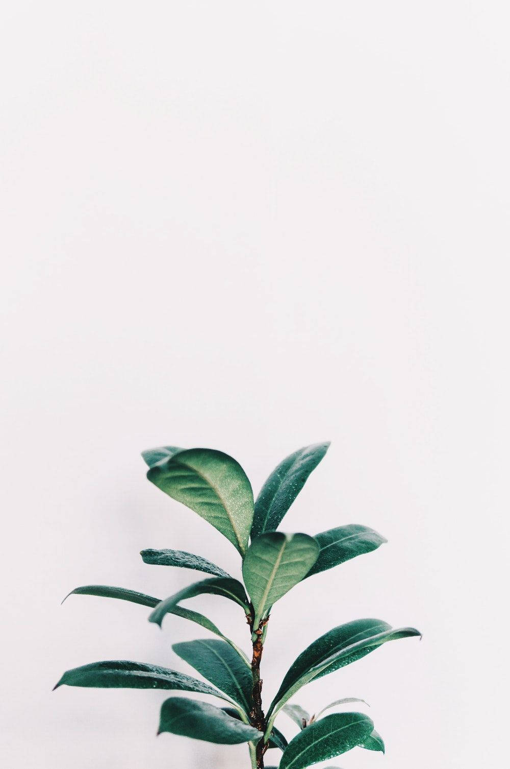 green leafy plant stem, plain white background, soft natural lighting, HD Phone Wallpaper