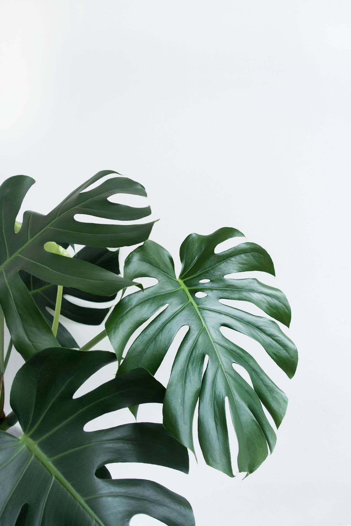 Swiss Cheese Plant, monstera, glossy leaves, HD Phone Wallpaper