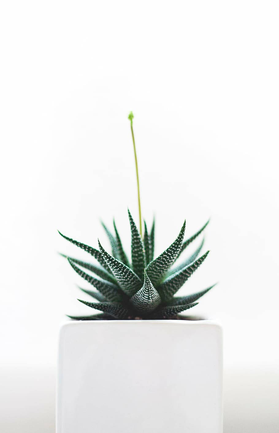 zebra succulent, white cube pot, bright white background, HD Phone Wallpaper