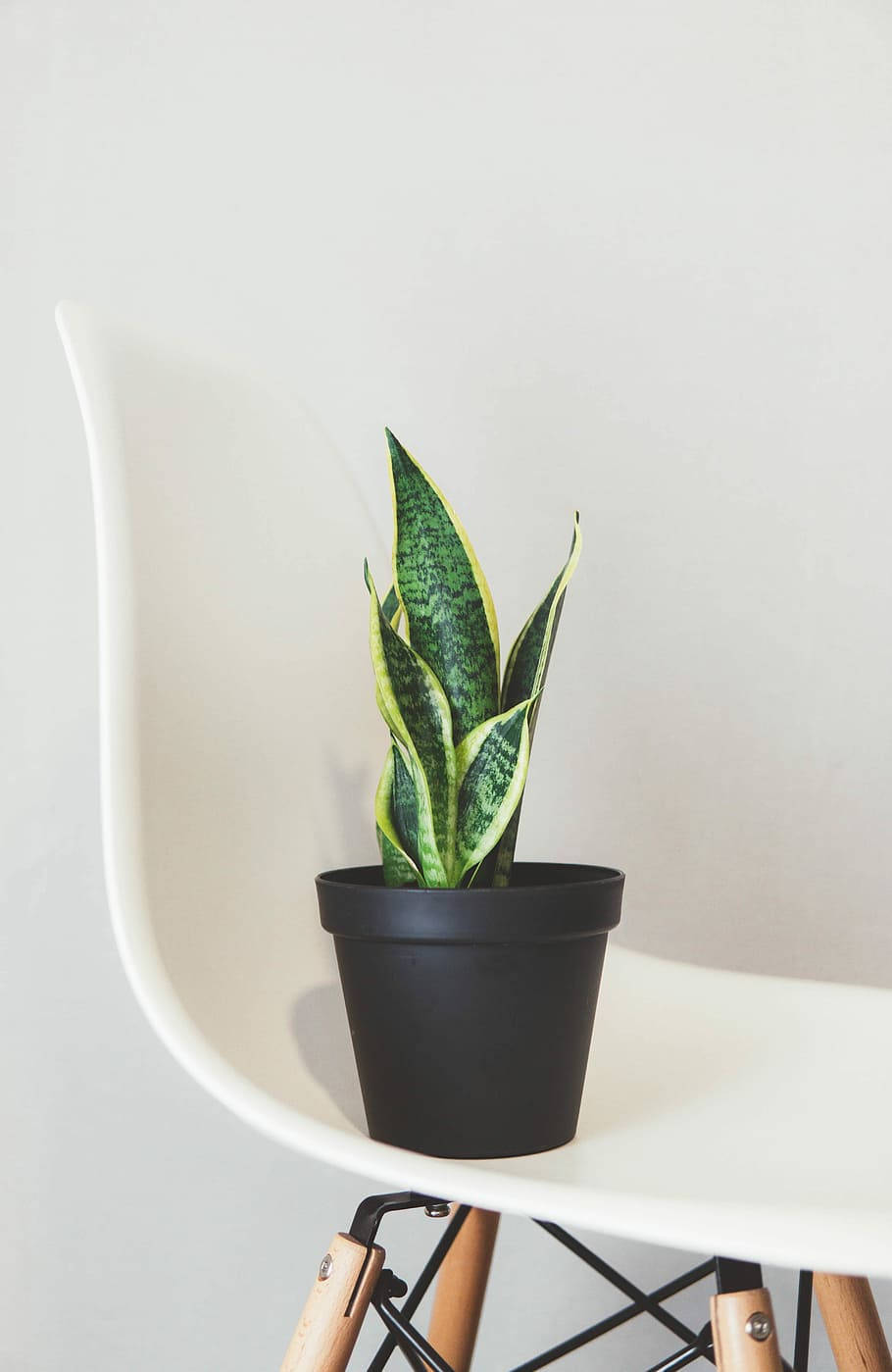 snake plant, black pot, white modern chair, HD Phone Wallpaper