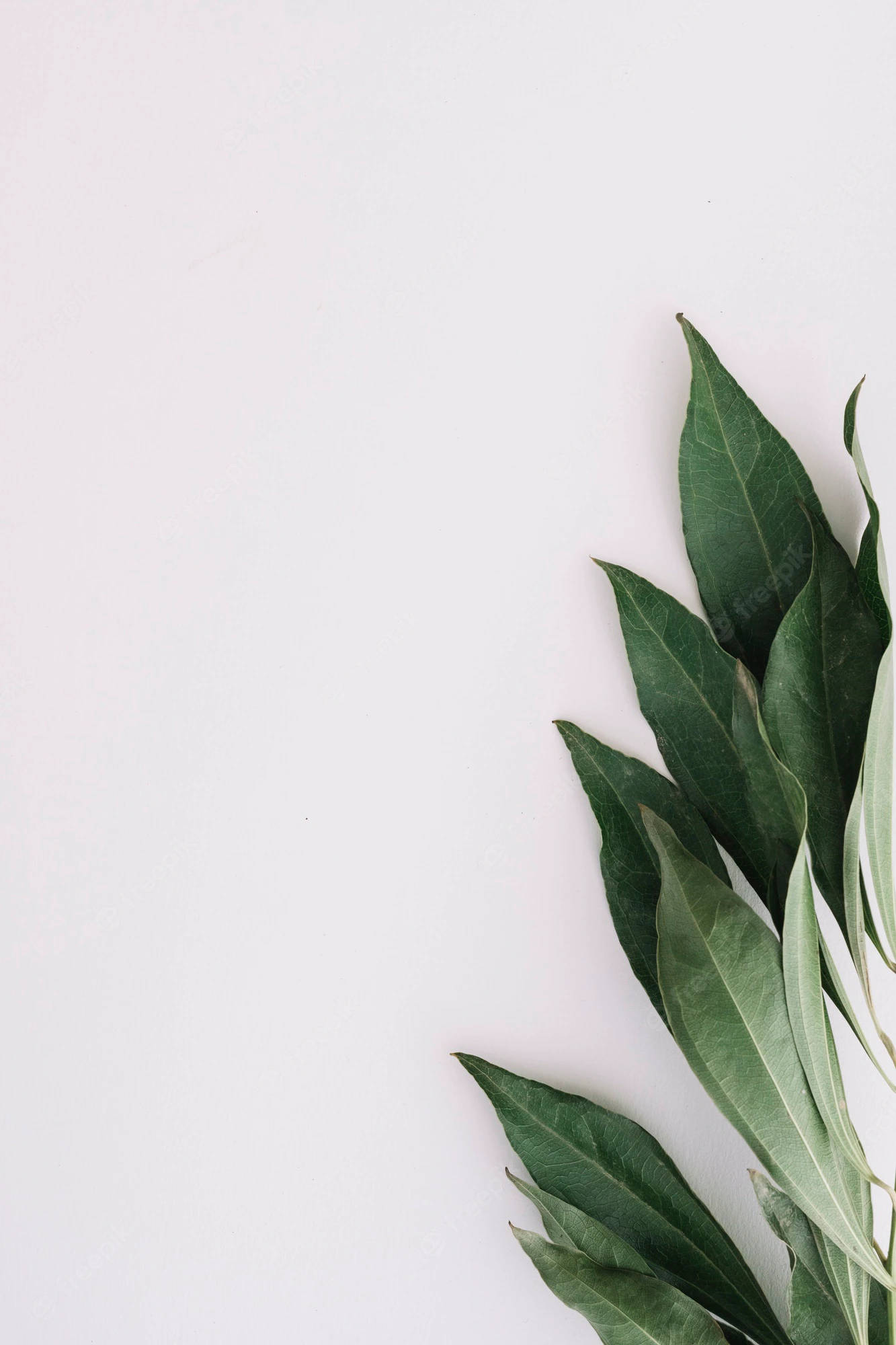 long leaves, green leaves, white background, Full HD Phone Wallpaper