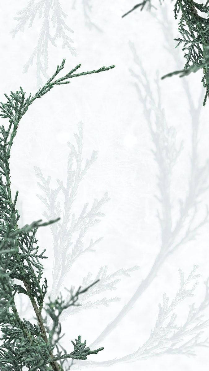 Pine Leaves, Green And White Aesthetic, evergreen branches, SD Phone Wallpaper