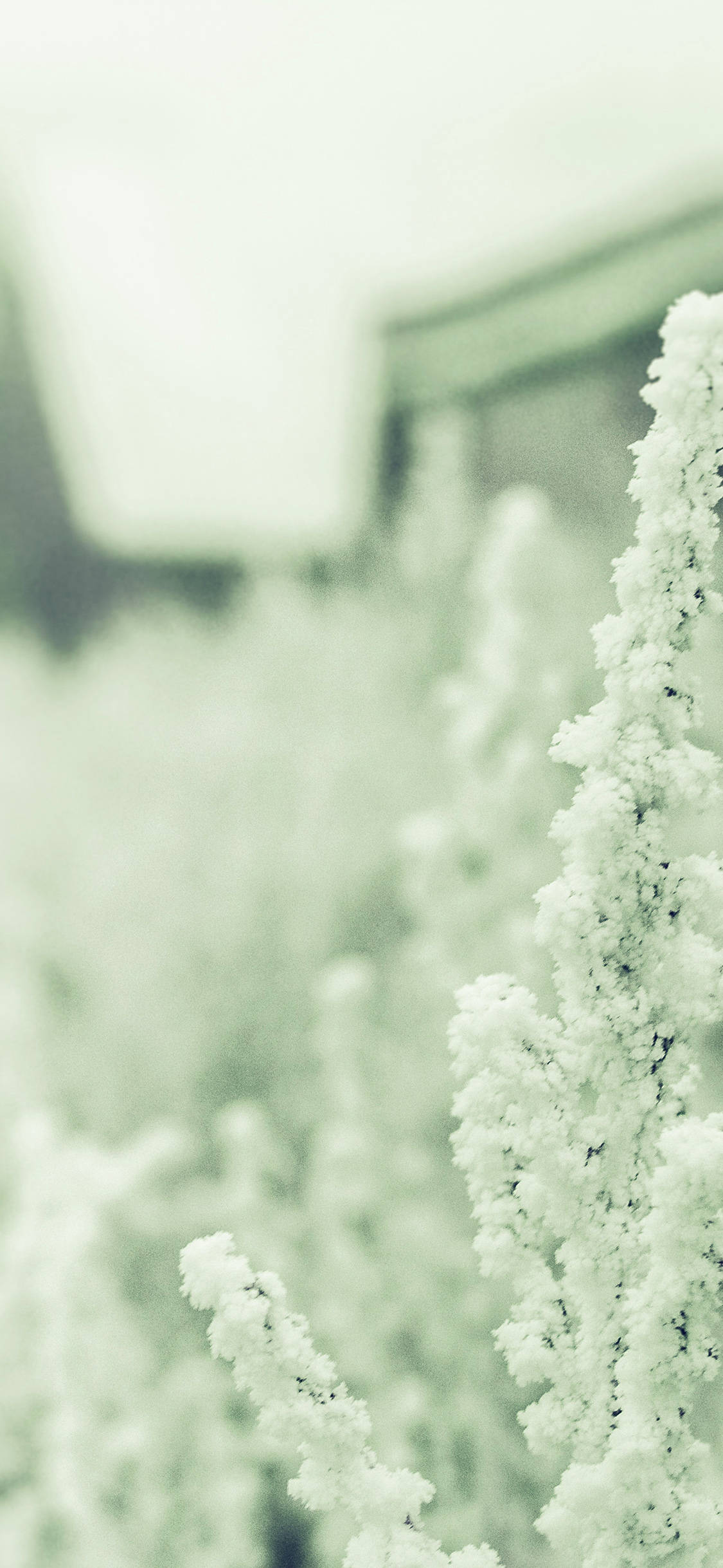 White Astilbe, tall grasses, soft green monochrome blur, Full HD Phone Wallpaper