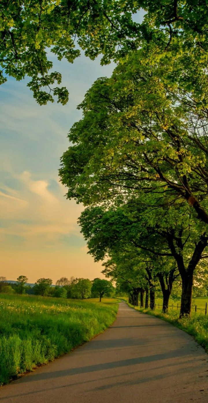 winding tree-lined path, lush green fields, soft golden sunset sky, HD Phone Wallpaper