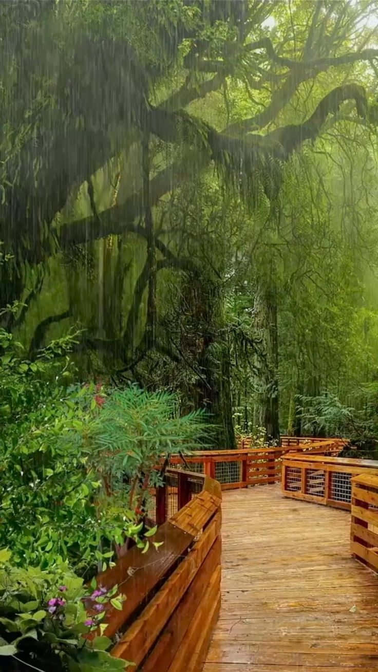 wooden boardwalk, lush rainforest, heavy rain, HD Phone Wallpaper