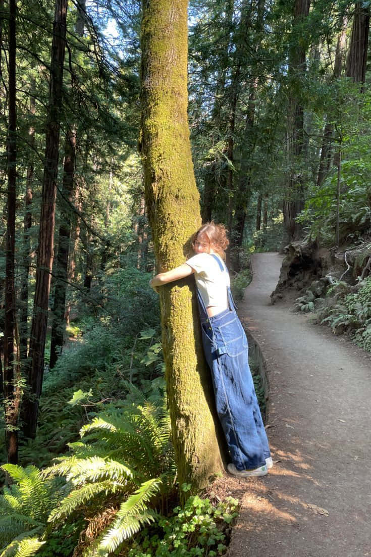 denim overalls, mossy tree trunk, sunlit forest trail, SD Phone Wallpaper