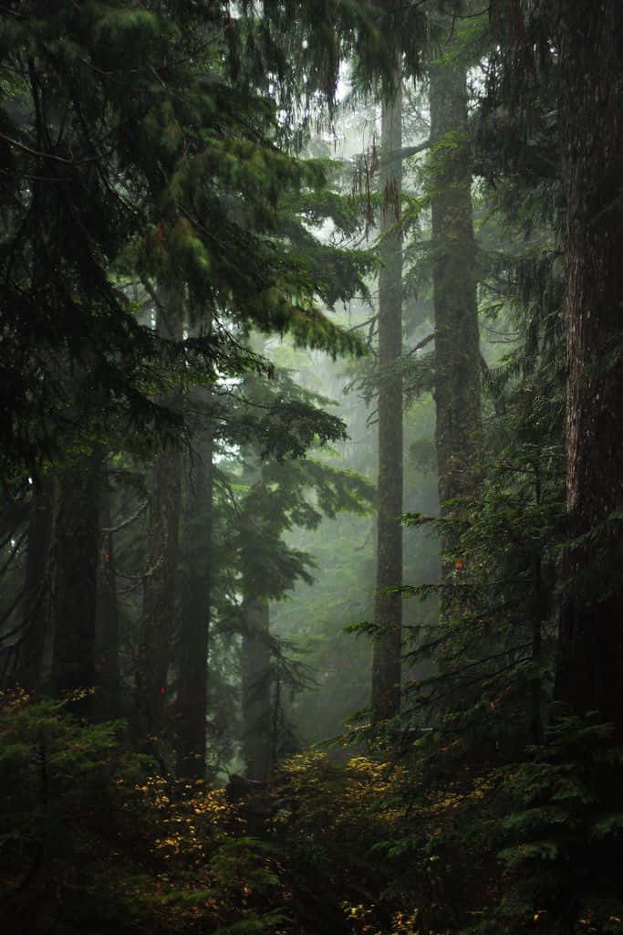 Misty forest, towering evergreens, dense canopy, SD Phone Wallpaper