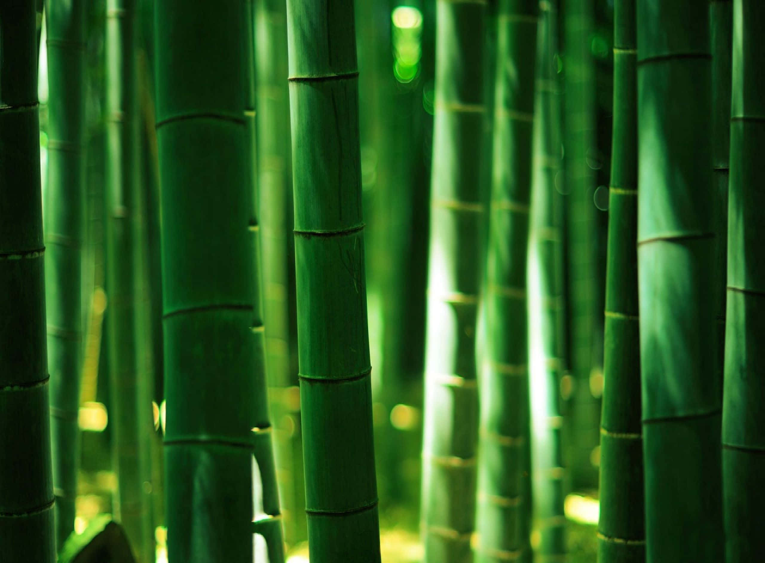 Green Bamboo, tall green bamboo stalks, soft light, 2K Desktop Wallpaper