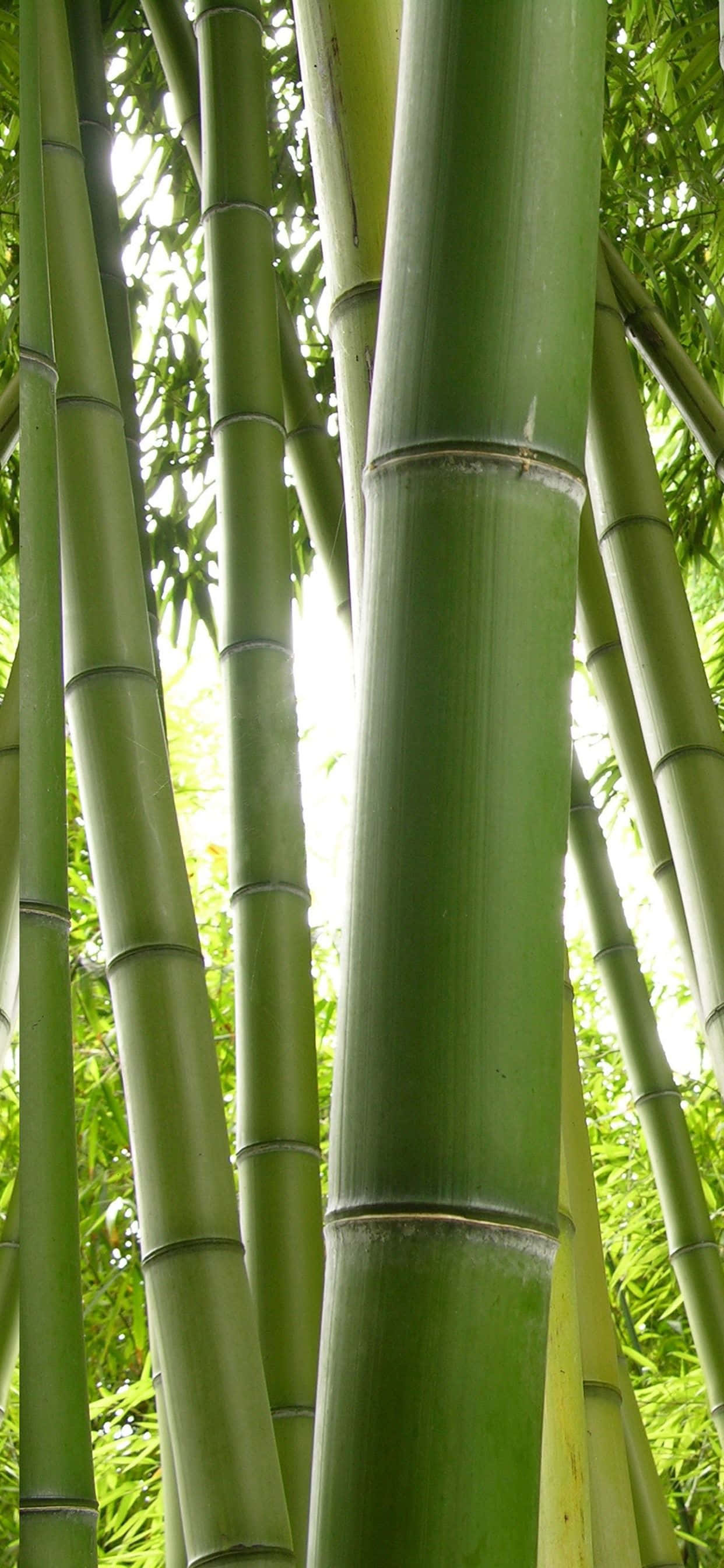 Green Bamboo, sunlight, dense foliage, 2K Phone Wallpaper