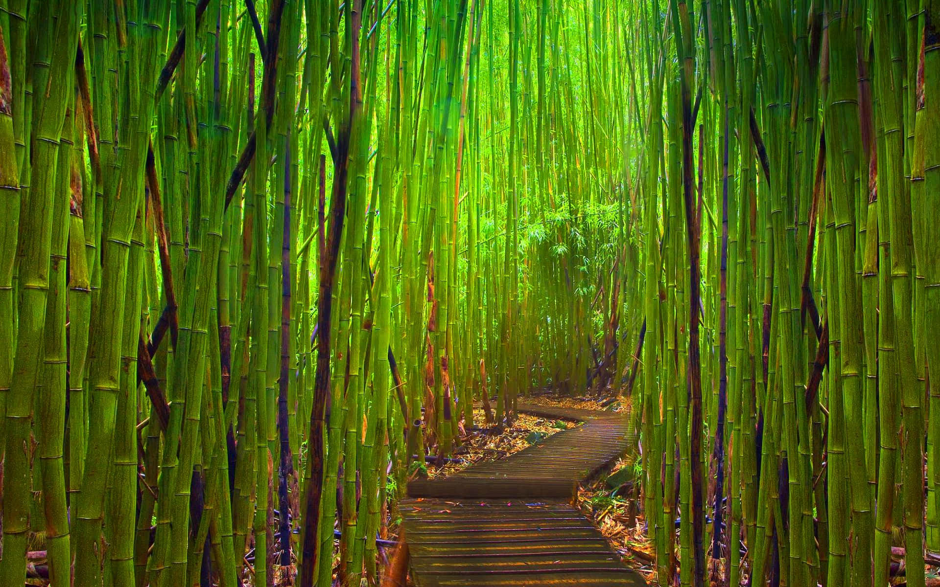 Green Bamboo, wooden path, dense bamboo forest, Full HD Desktop Wallpaper