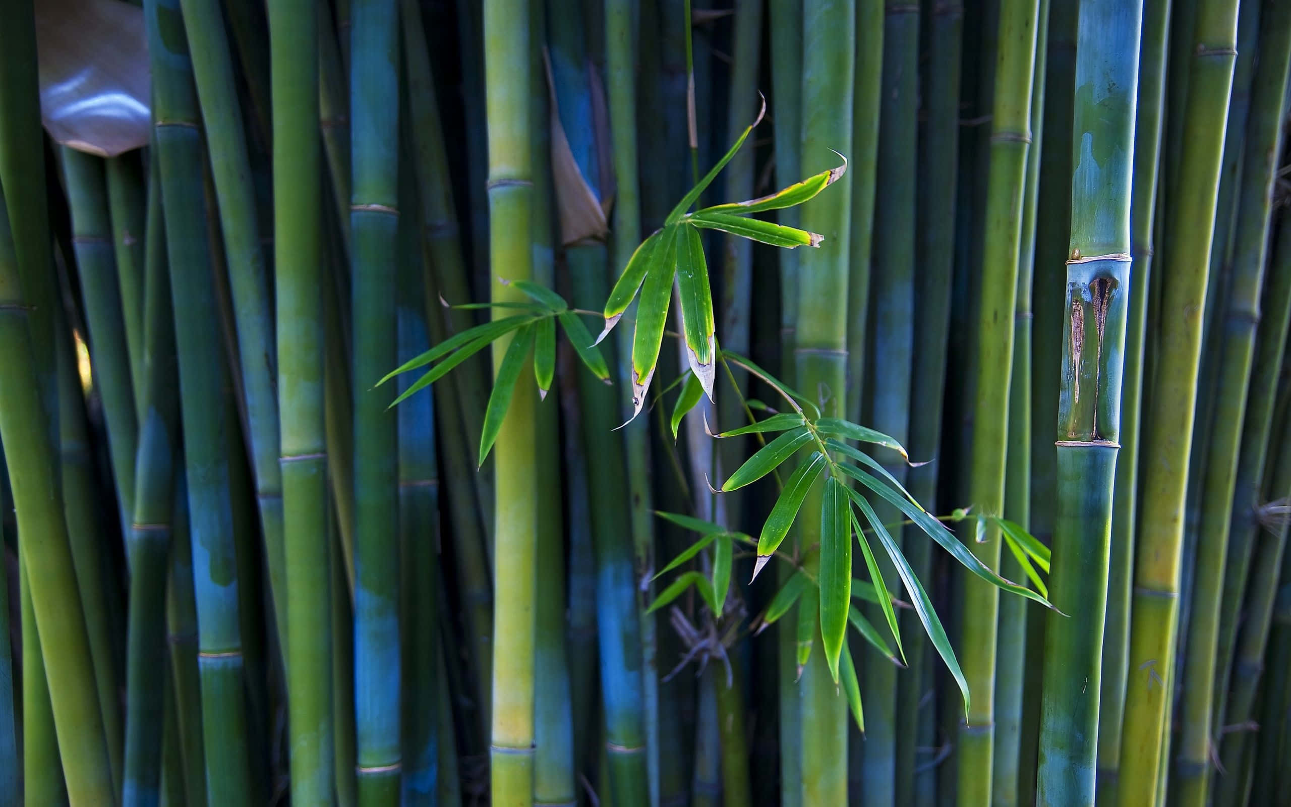 Green Bamboo, tall green bamboo stalks, vibrant leaves, 2K Desktop Wallpaper