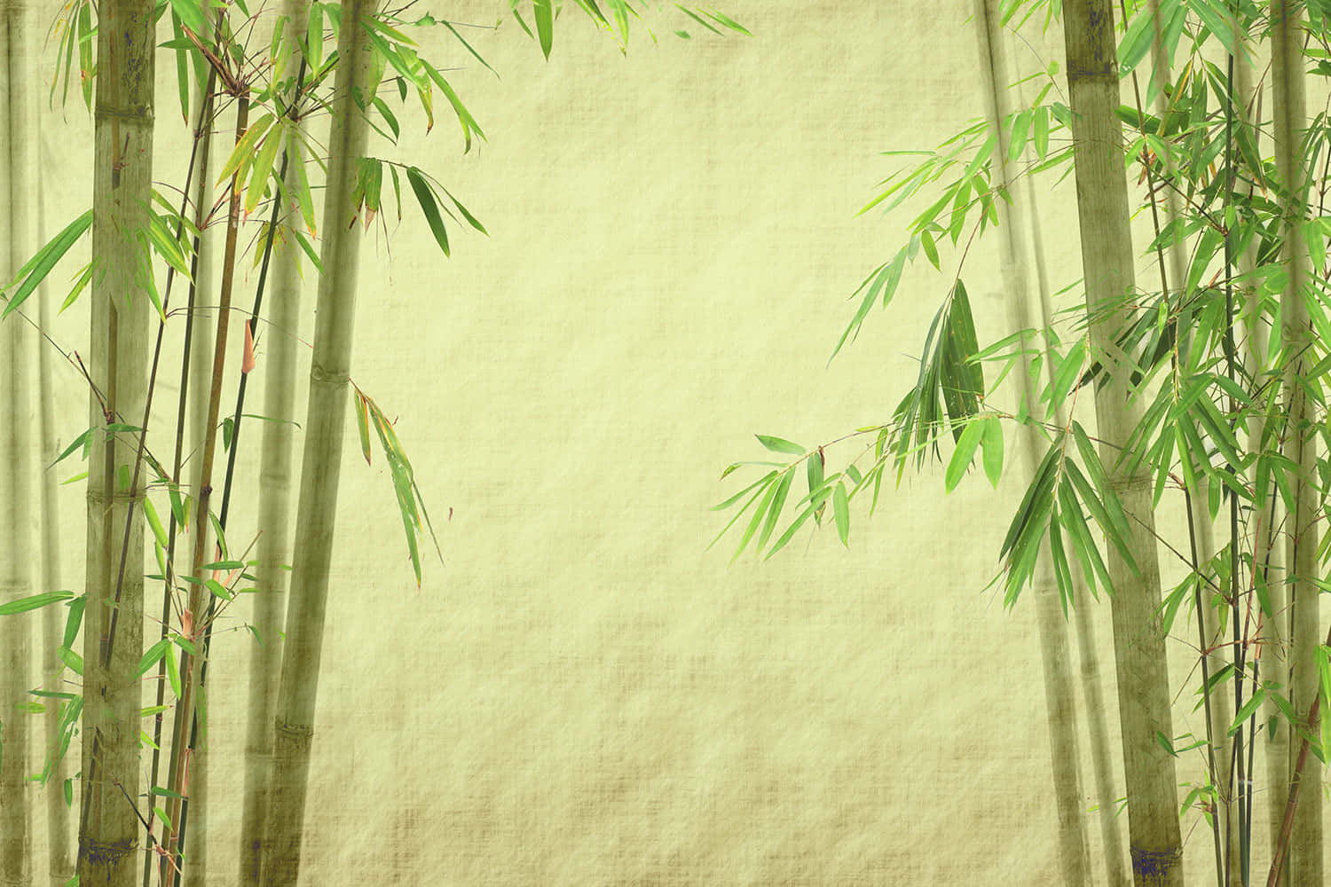 Green Bamboo, tall bamboo stalks, green leaves, HD Desktop Wallpaper