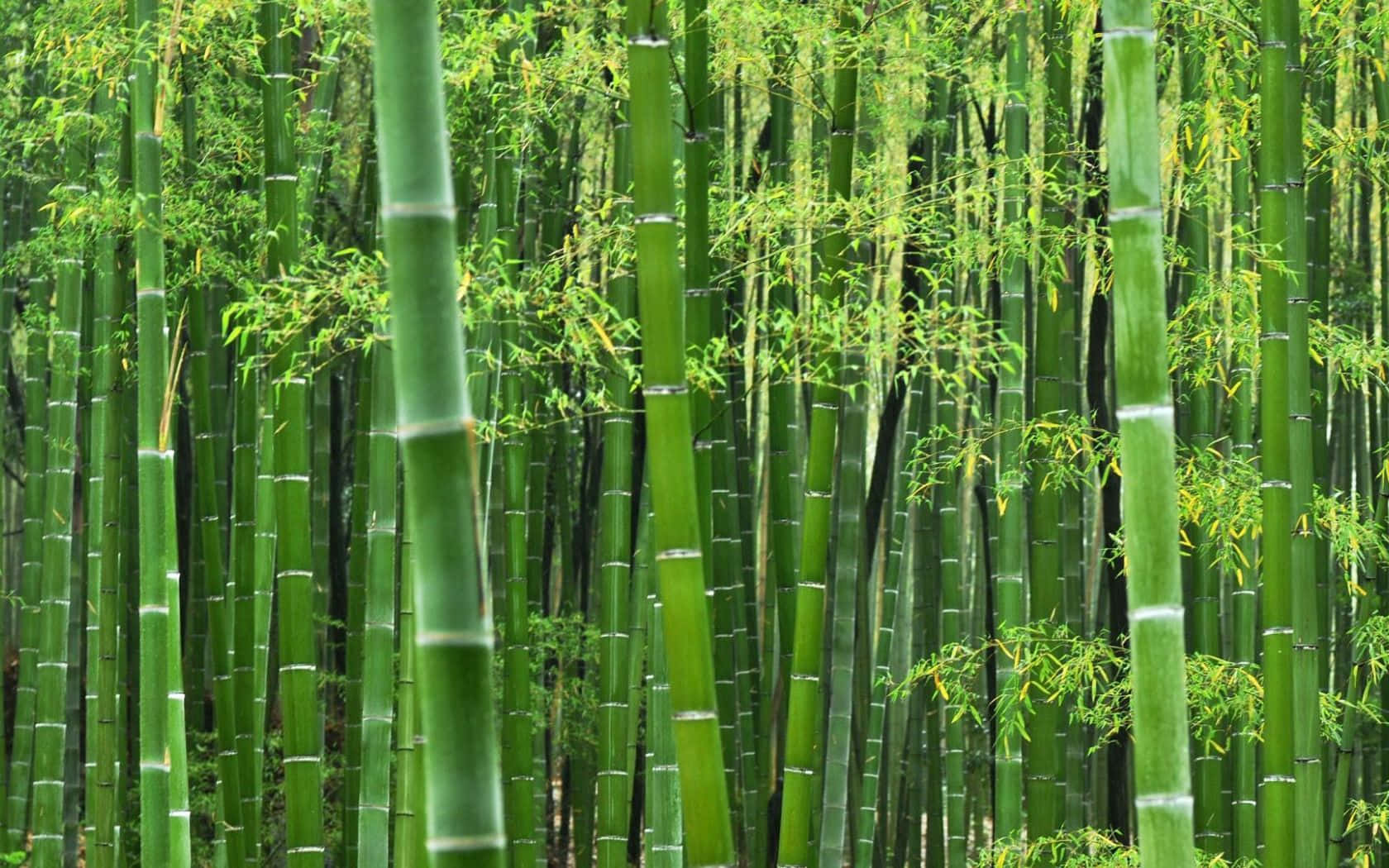 green bamboo, bright green bamboo, tall green bamboo stalks, HD Desktop Wallpaper
