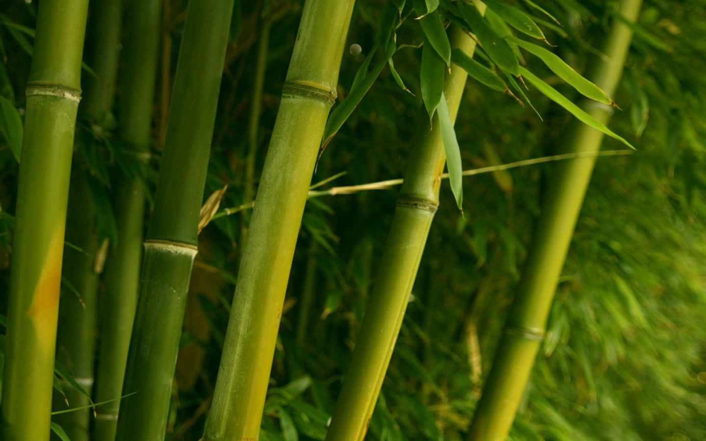 Green Bamboo, tall green bamboo stalks, segmented nodes, HD Desktop Wallpaper