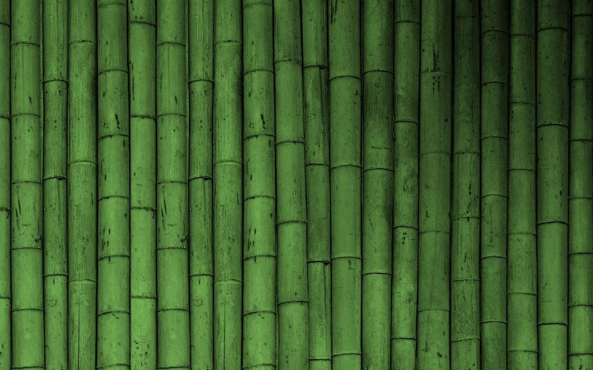 green bamboo, green bamboo forest, vertical bamboo stalks, Full HD Desktop Wallpaper