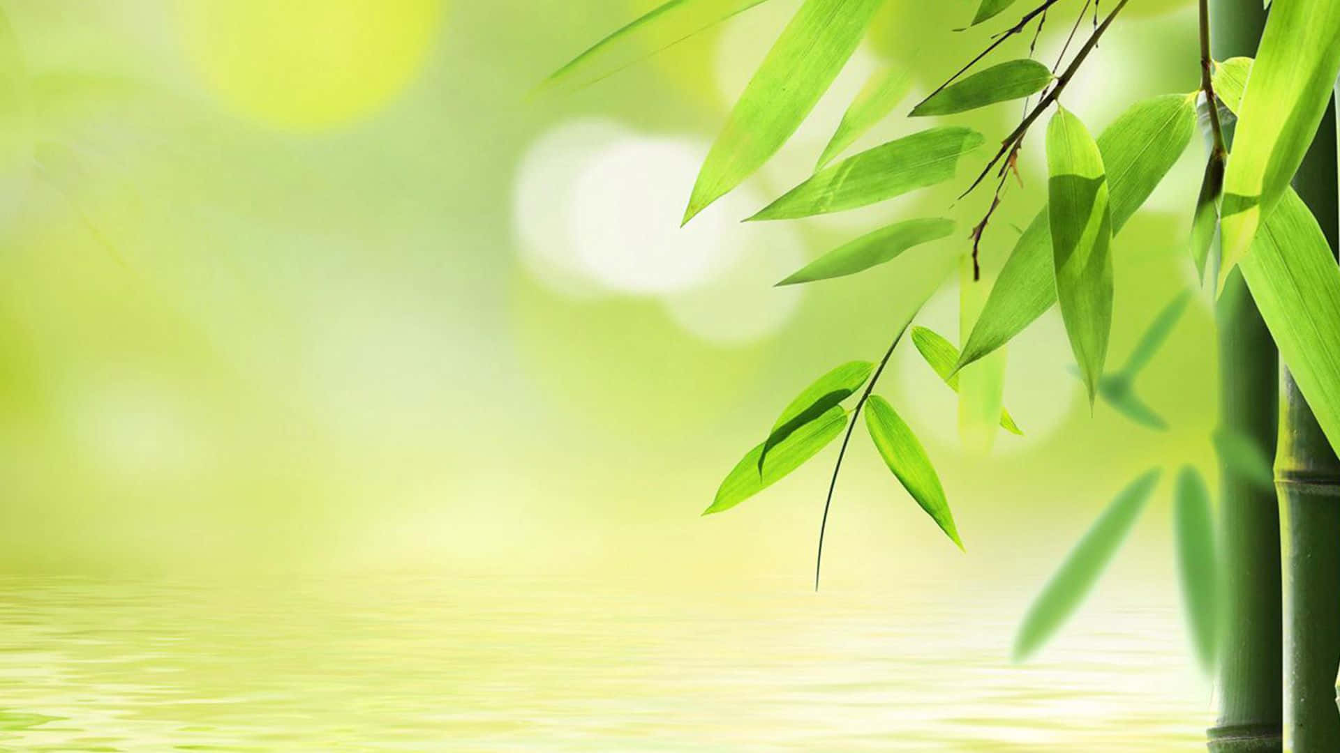 green bamboo, bamboo leaves, calm water, Full HD Desktop Wallpaper