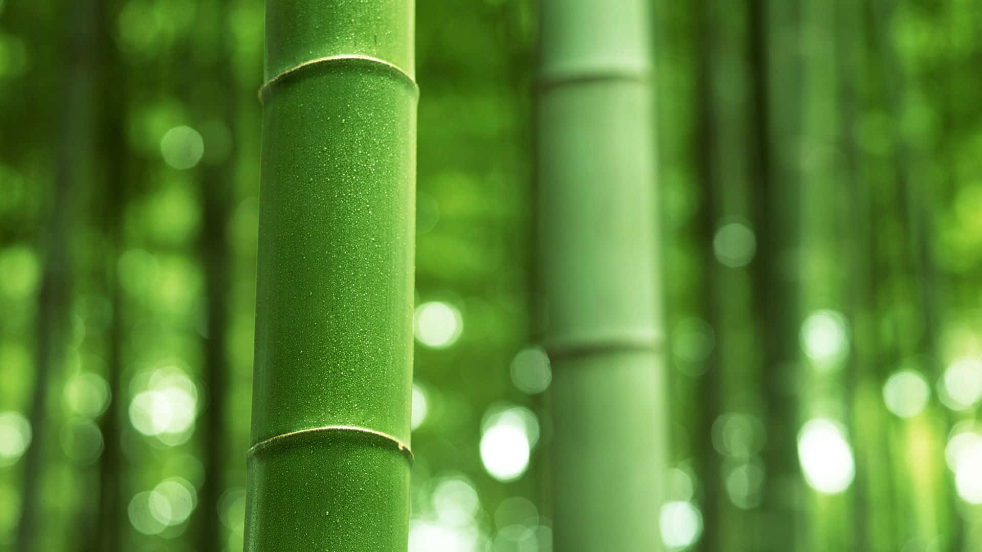 Green Bamboo, vibrant green, bamboo stalks, Full HD Desktop Wallpaper