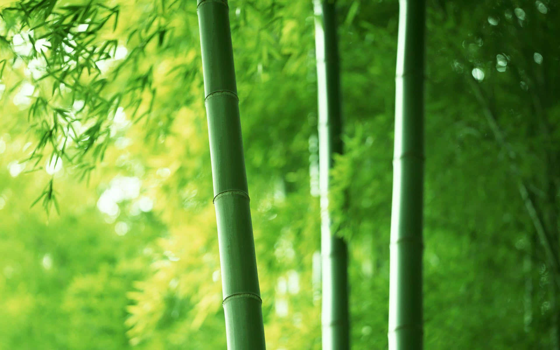 Green Bamboo, lush green bamboo stalks, sunlight, Full HD Desktop Wallpaper