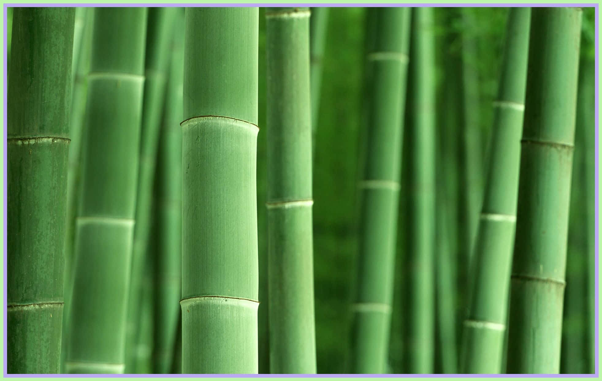 green bamboo, tall green bamboo stalks, lush forest, Full HD Desktop Wallpaper