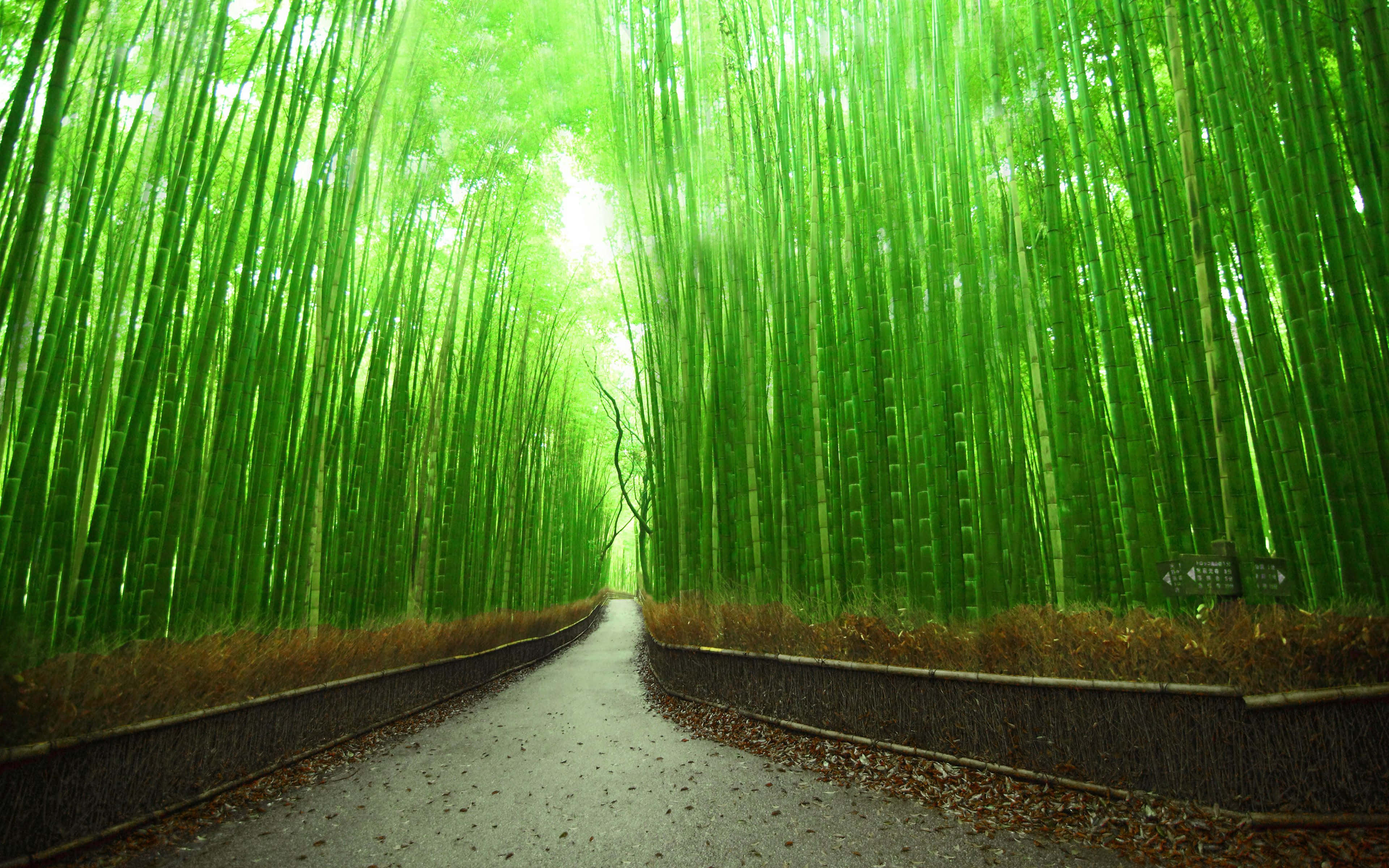 Green Bamboo Forest, vibrant green stalks, dense bamboo forest, 4K Desktop Wallpaper