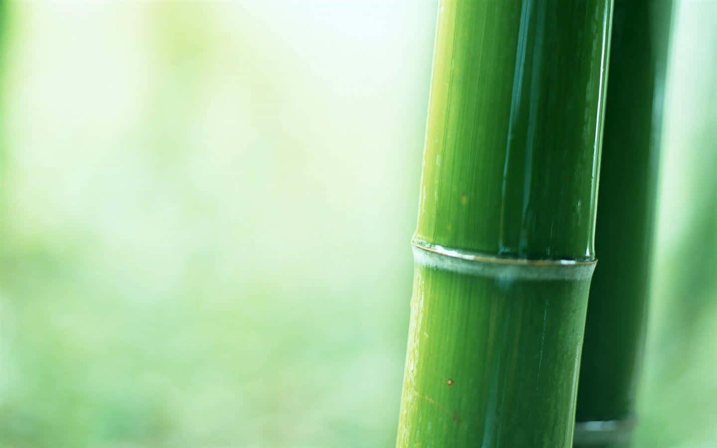 Green Bamboo, vibrant green, bamboo stalk, HD Desktop Wallpaper