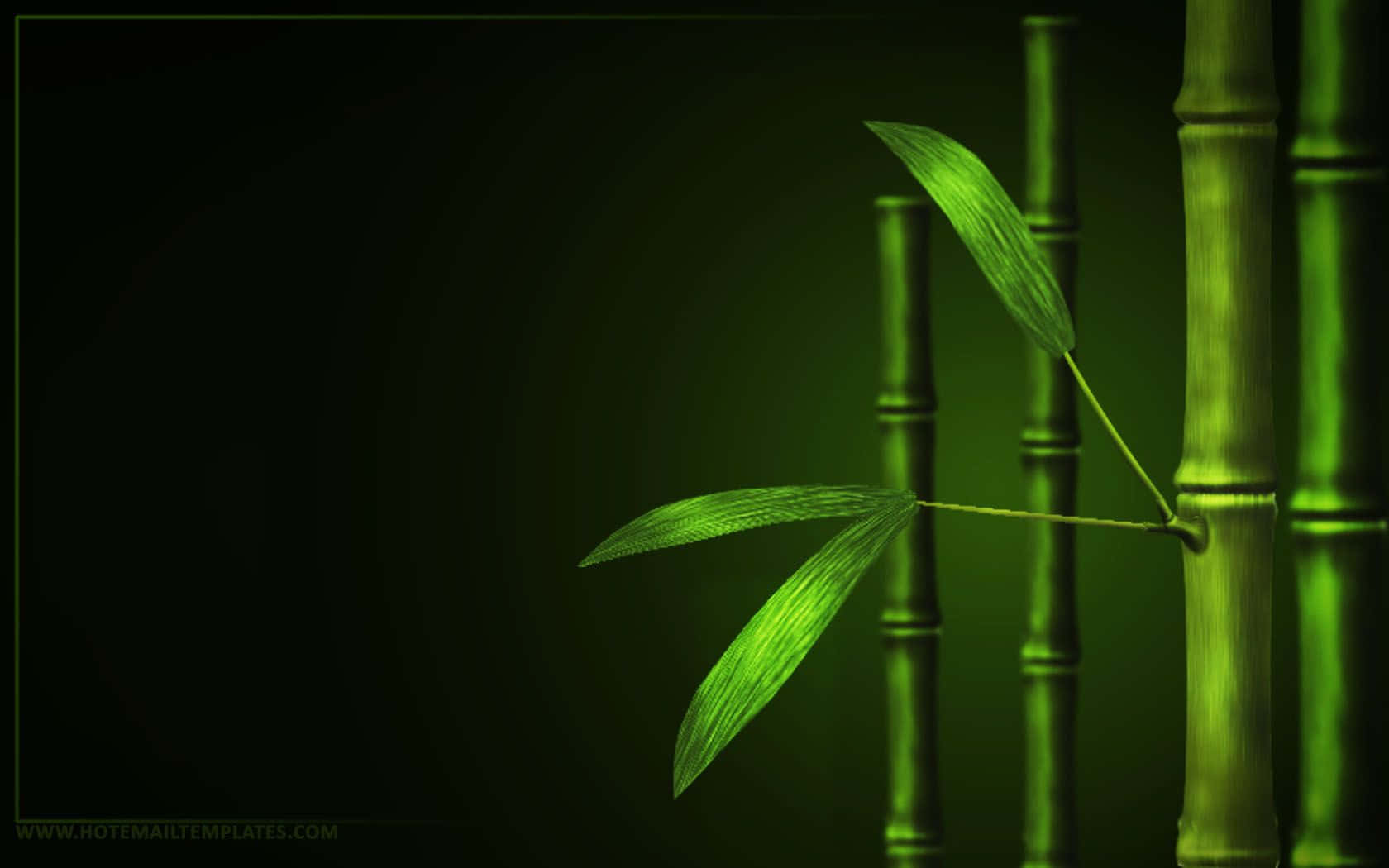 Green Bamboo, vibrant green, bamboo stalks, HD Desktop Wallpaper