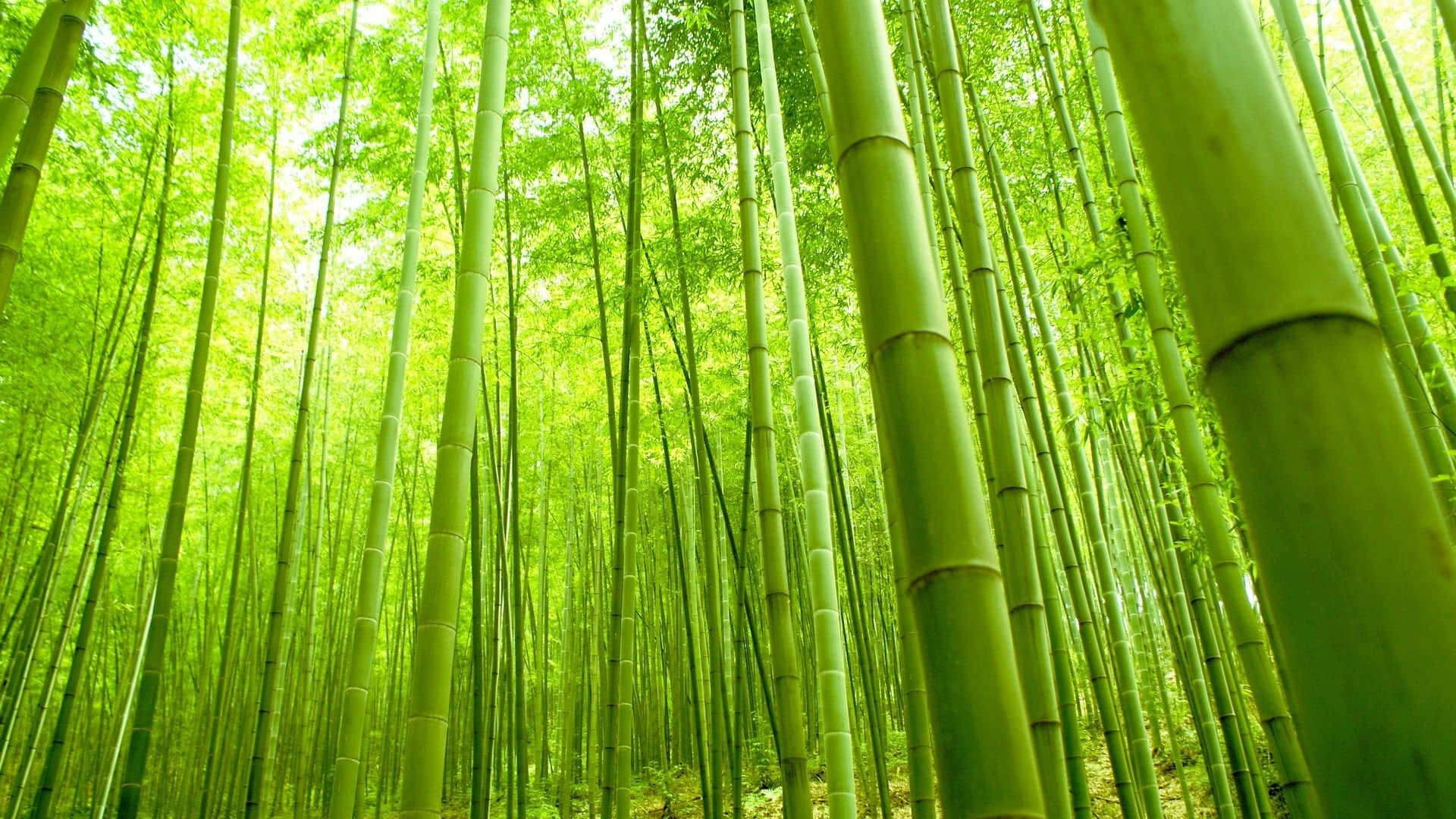 Green Bamboo, lush grove, towering green bamboo stalks, Full HD Desktop Wallpaper