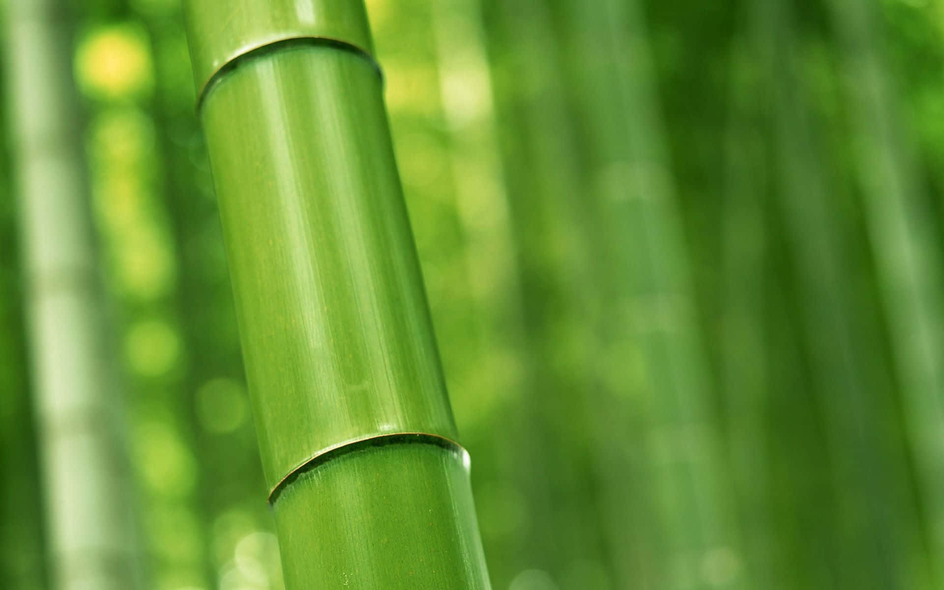 green bamboo, bamboo forest, vibrant green, Full HD Desktop Wallpaper