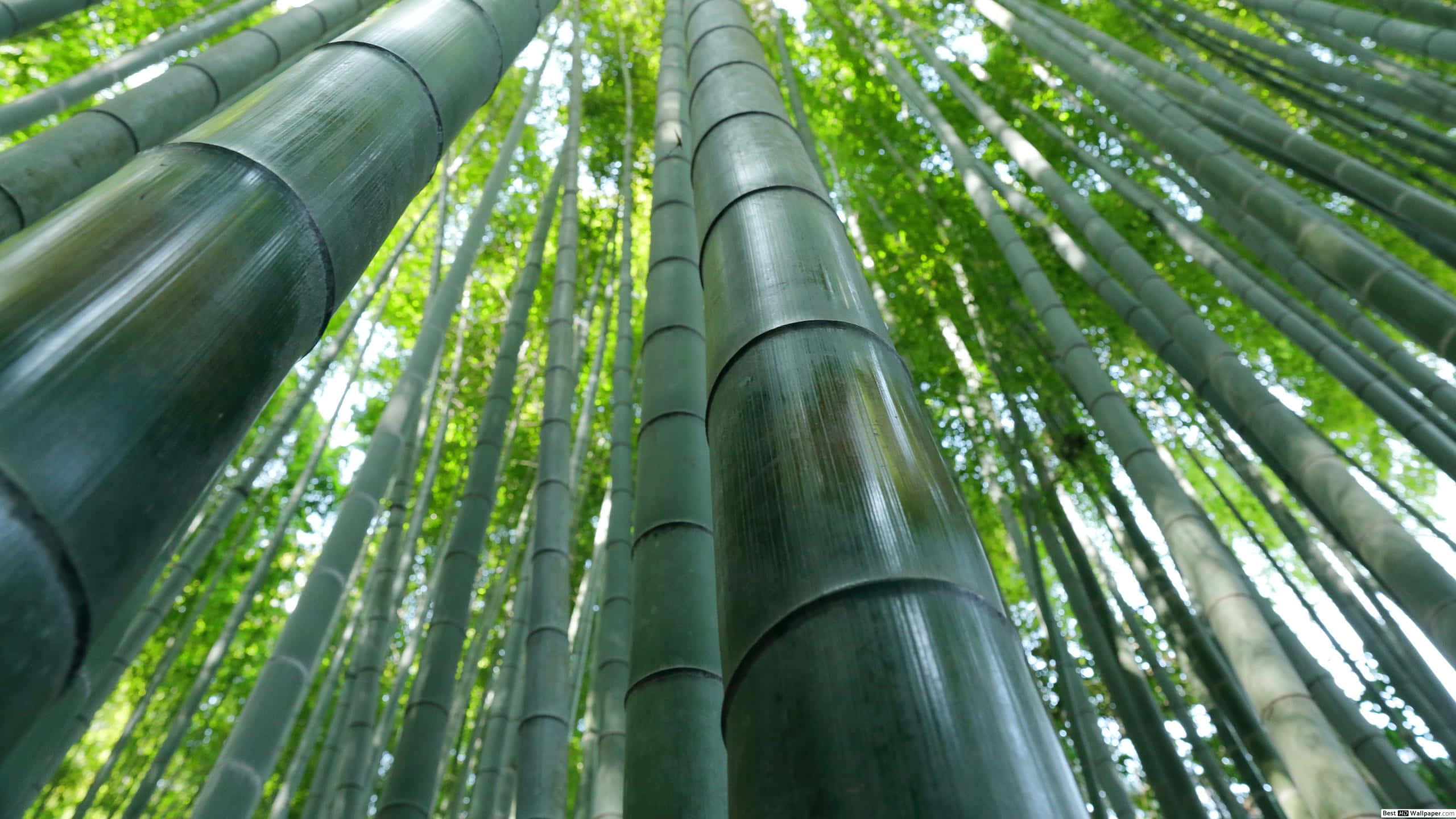 green bamboo, tranquil pool of water, dense forest canopy, 2K Desktop Wallpaper