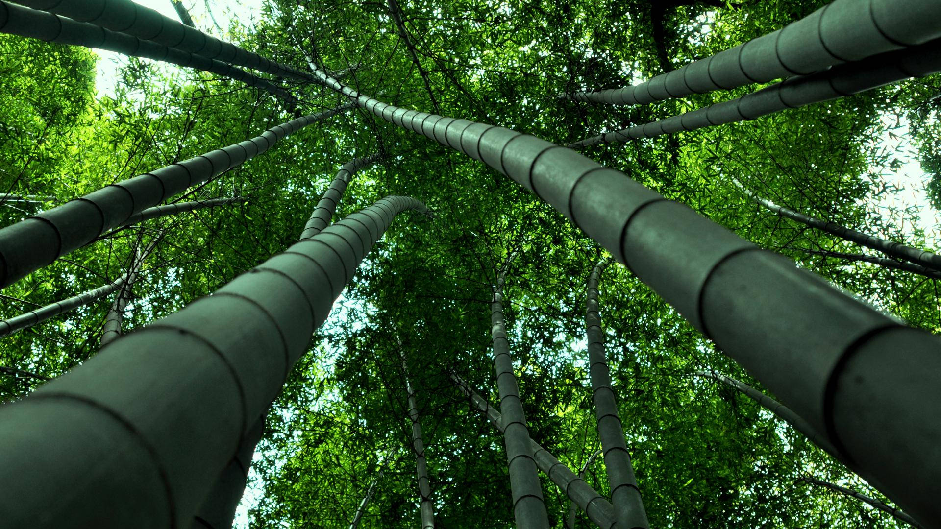 Dark Green Bamboo, 4K, towering bamboo stalks, Full HD Desktop Wallpaper