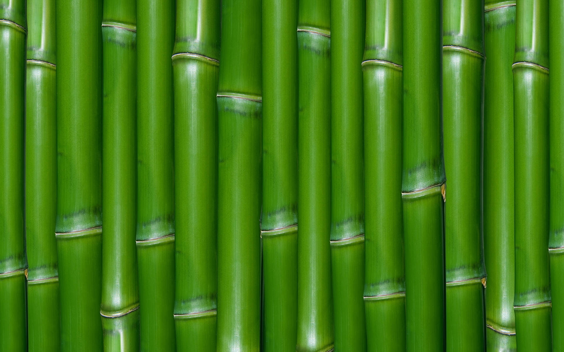 Green Bamboo, tall vibrant green bamboo stalks, dense vertical pattern, Full HD Desktop Wallpaper