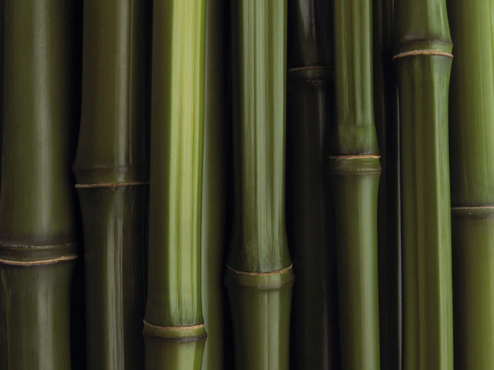 Green Bamboo, bamboo stalks, natural nodes, HD Desktop Wallpaper