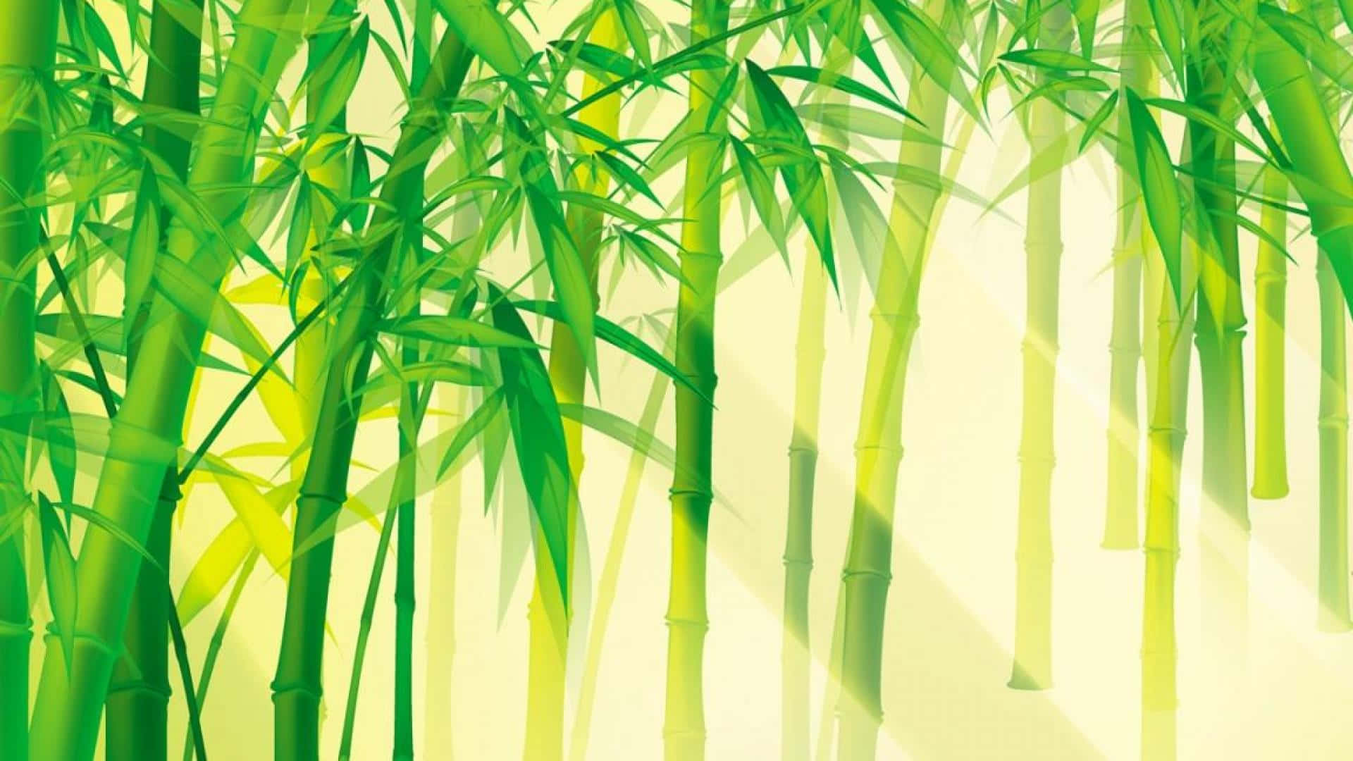 Chinese bamboo, bamboo forest, sunlight shining through the leaves, Full HD Desktop Wallpaper