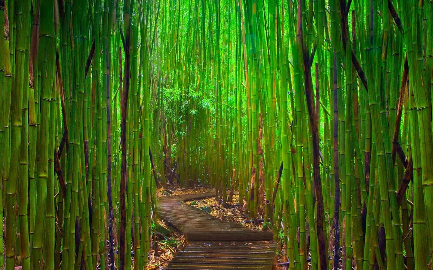 Green Bamboo, emerald bamboo forest, winding wooden path, HD Desktop Wallpaper