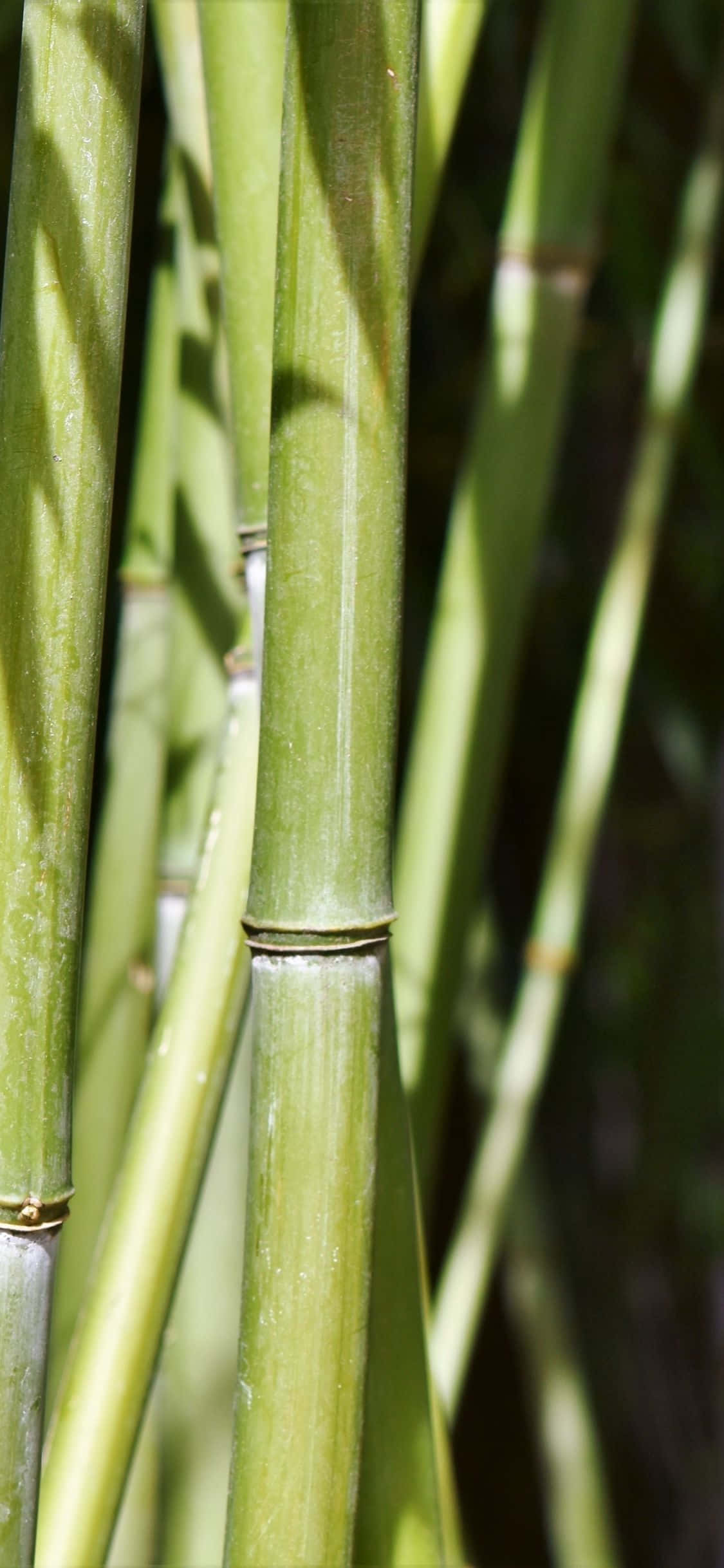 Green Bamboo, vibrant green, bamboo stalks, Full HD Phone Wallpaper