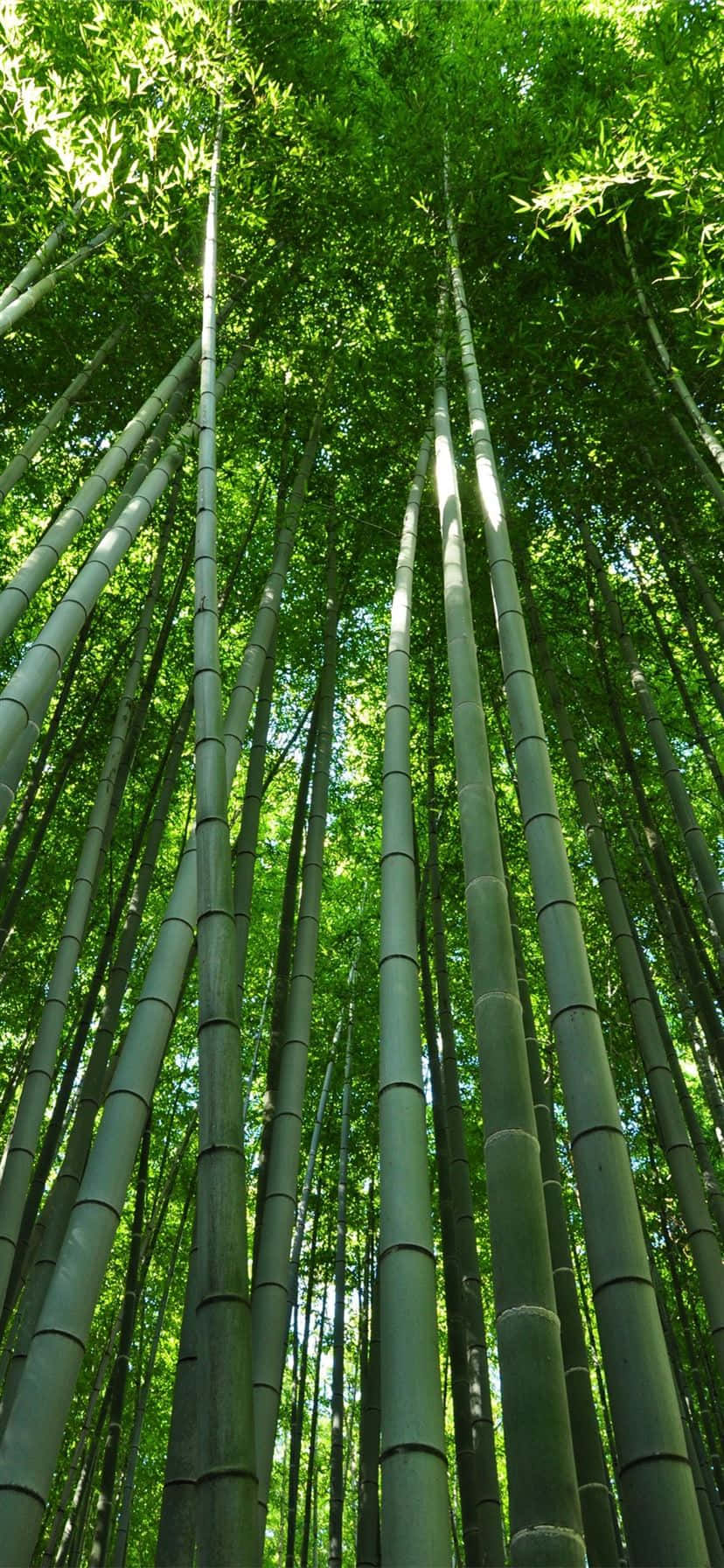 bamboo forest, towering bamboo stalks, dense forest canopy, HD Phone Wallpaper