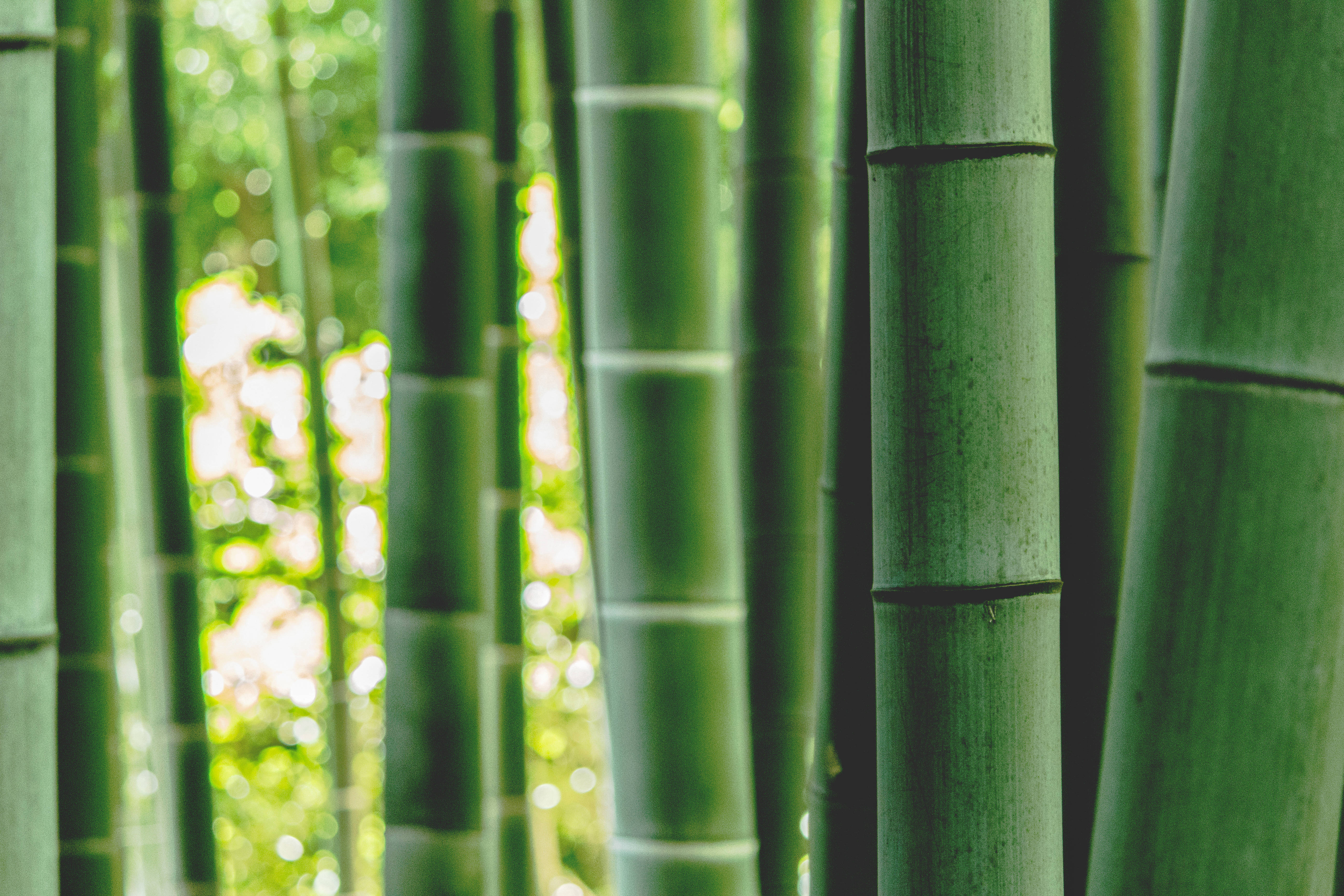 Green Bamboo, daytime, tall green bamboo stalks, 5K Desktop Wallpaper