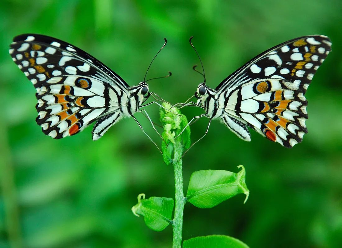 Green Butterfly