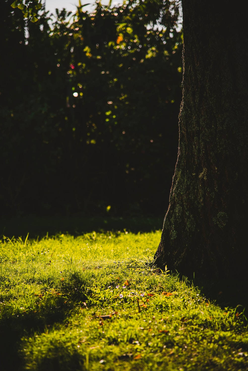 Green Day, sunny day, vibrant green grass, HD Phone Wallpaper