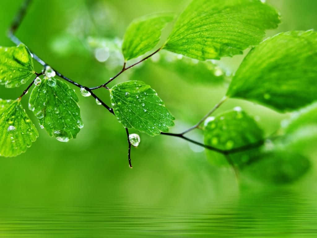 green desktop, fresh green leaves, dewdrops, SD Desktop Wallpaper