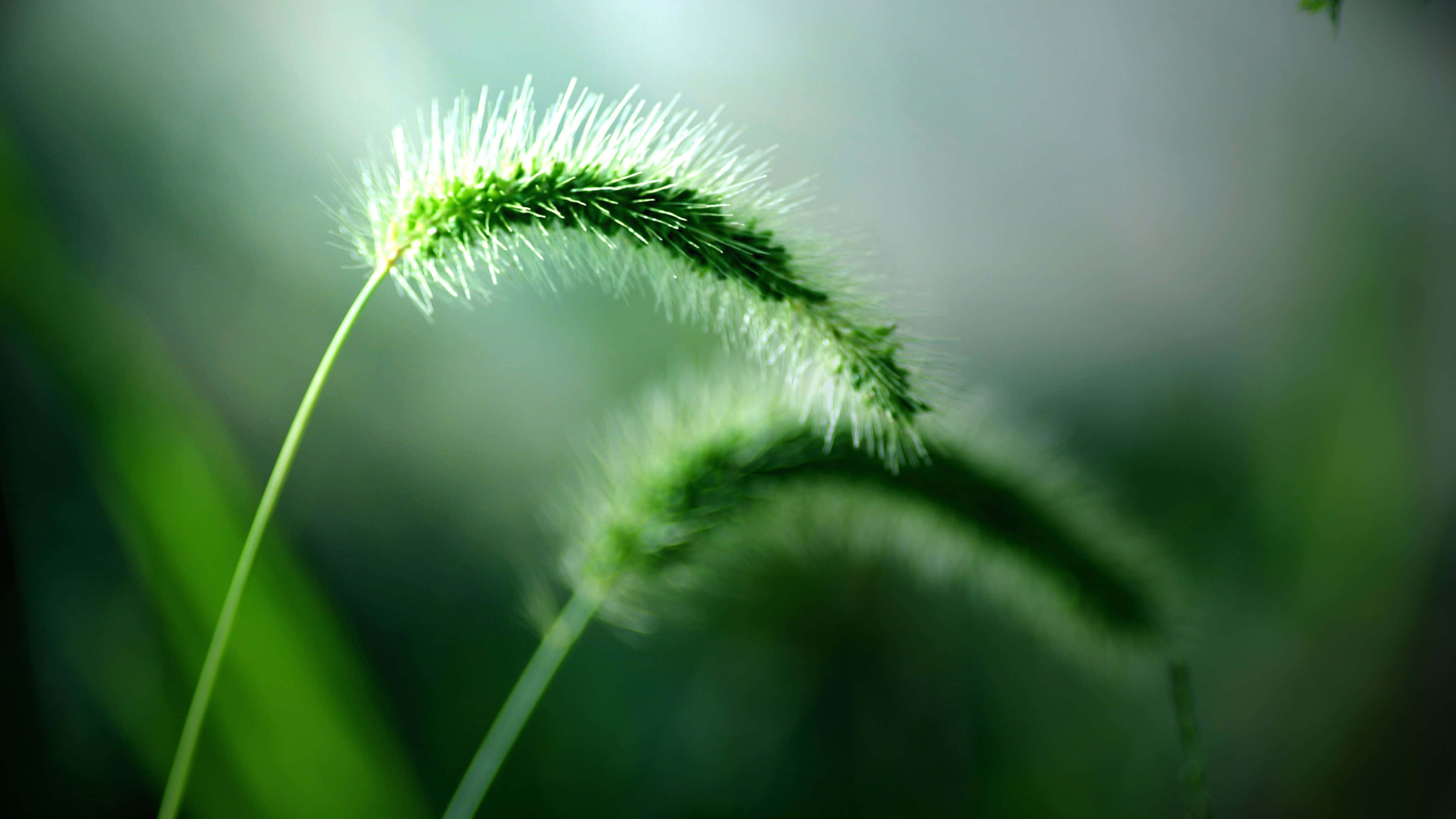 green desktop, feathery green grass seed head, backlight, 4K Desktop Wallpaper