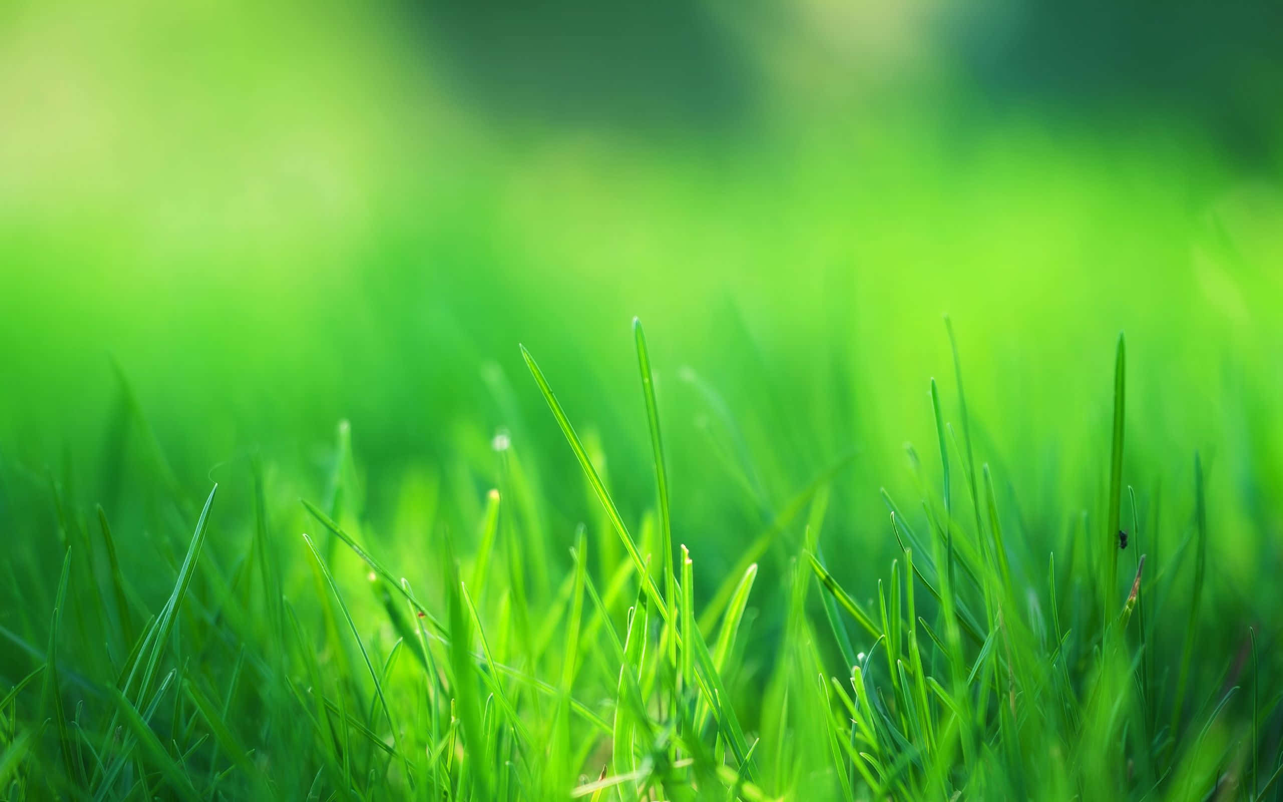 green grass, sunlight, dew, 2K Desktop Wallpaper