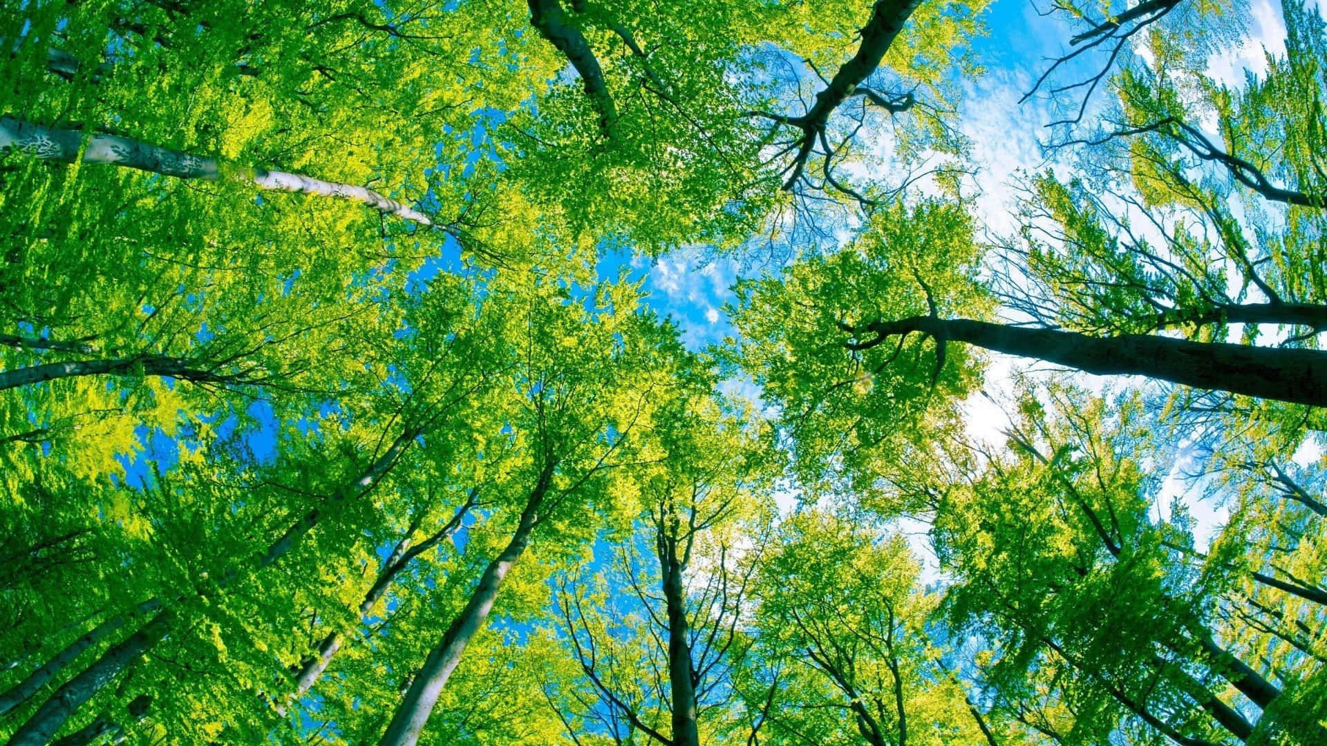 Green Desktop, vibrant green leaves, bright blue sky, Full HD Desktop Wallpaper