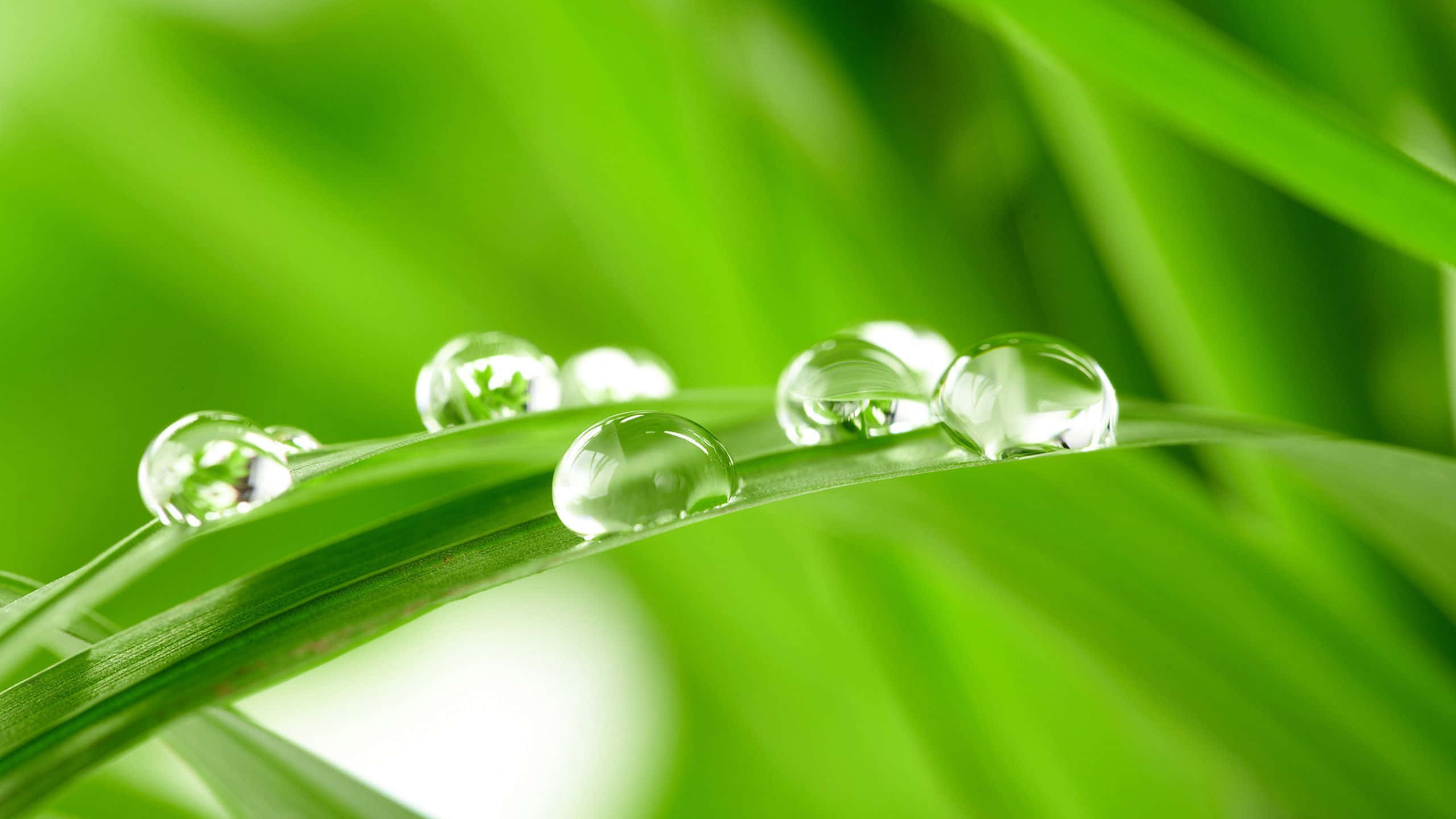 Green Desktop, dewdrops, vibrant green grass, 2K Desktop Wallpaper