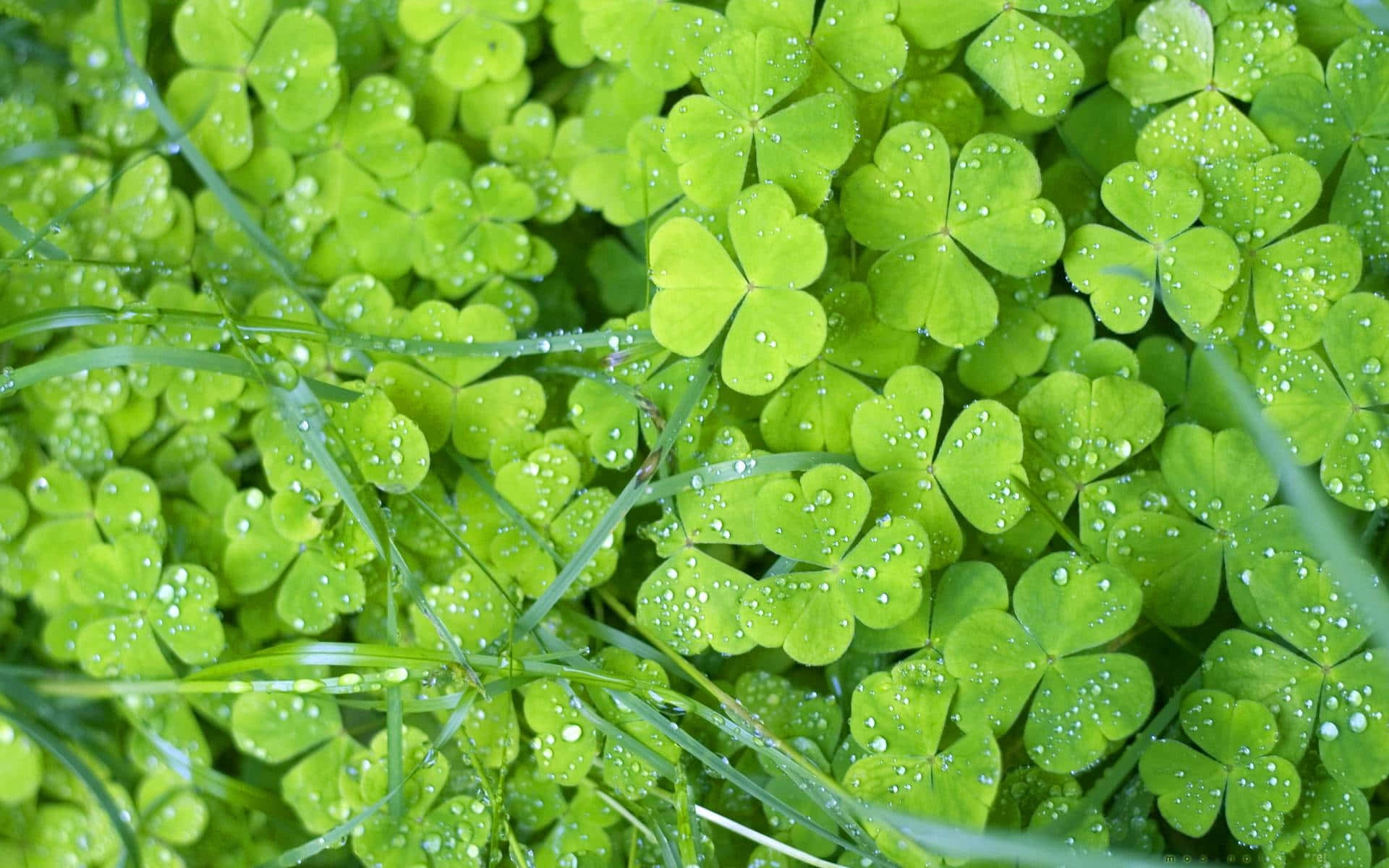 Lush Greenery, Clover leaves, Dewdrops, Full HD Desktop Wallpaper