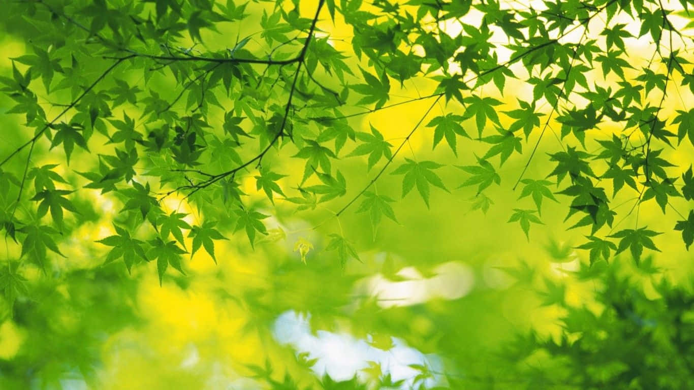 Green Desktop, vibrant green maple leaves, sunlight, HD Desktop Wallpaper